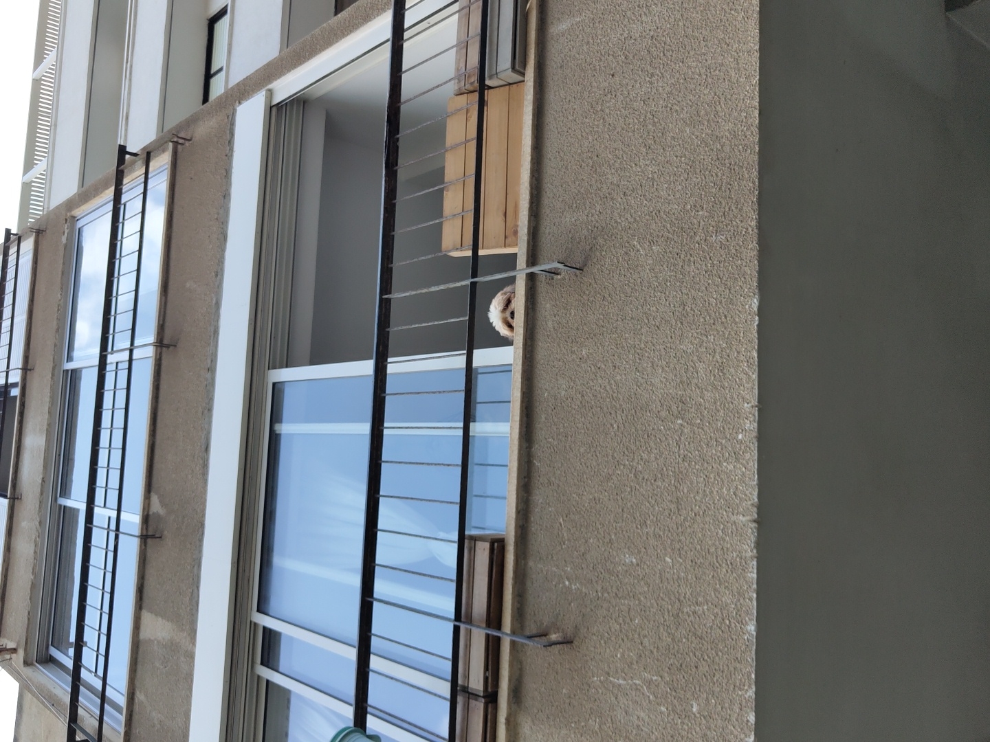 The image is an exterior shot of an apartment building, likely located in Tel-Aviv, Israel. The building has a beige textured exterior with multiple windows protected by black metal bars. The windows reflect a blue sky, suggesting it is daytime. A small, furry animal, possibly a dog, is visible peeking out from the window behind the metal bars on the right-hand side of the frame. The architecture is modern, with clean lines and white trim around the windows. The camera angle is slightly upward, capturing the building's height. A portion of an adjacent building is seen on the right side of the image.