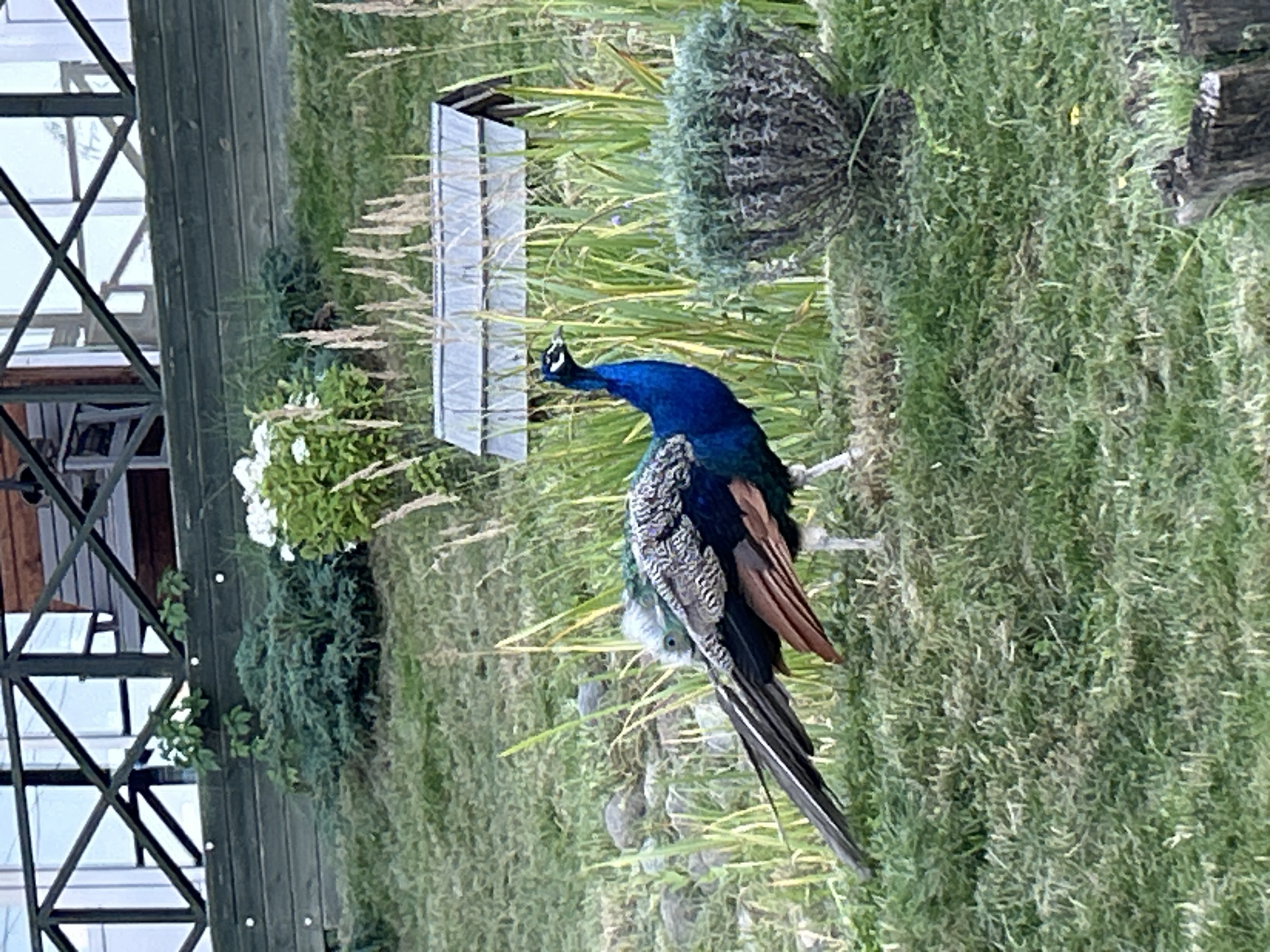 A peacock stands on a grassy incline, its vibrant blue and green plumage contrasting with the natural surroundings. The bird is in profile, facing left, with its long, train feathers trailing behind it. In the background, a wooden structure with crisscrossed railings and a sloped roof is visible, possibly a gazebo or part of a building. A small, metallic-roofed structure, resembling a birdhouse or feeder, sits amongst tall grasses. To the right of the peacock, a dense, shrubby plant adds texture to the scene. The ground is covered in green grass with some scattered rocks and dry vegetation. The overall setting appears to be an outdoor, natural environment. The exact location in Romashkovo, Russia, is not visually discernible from the image itself.