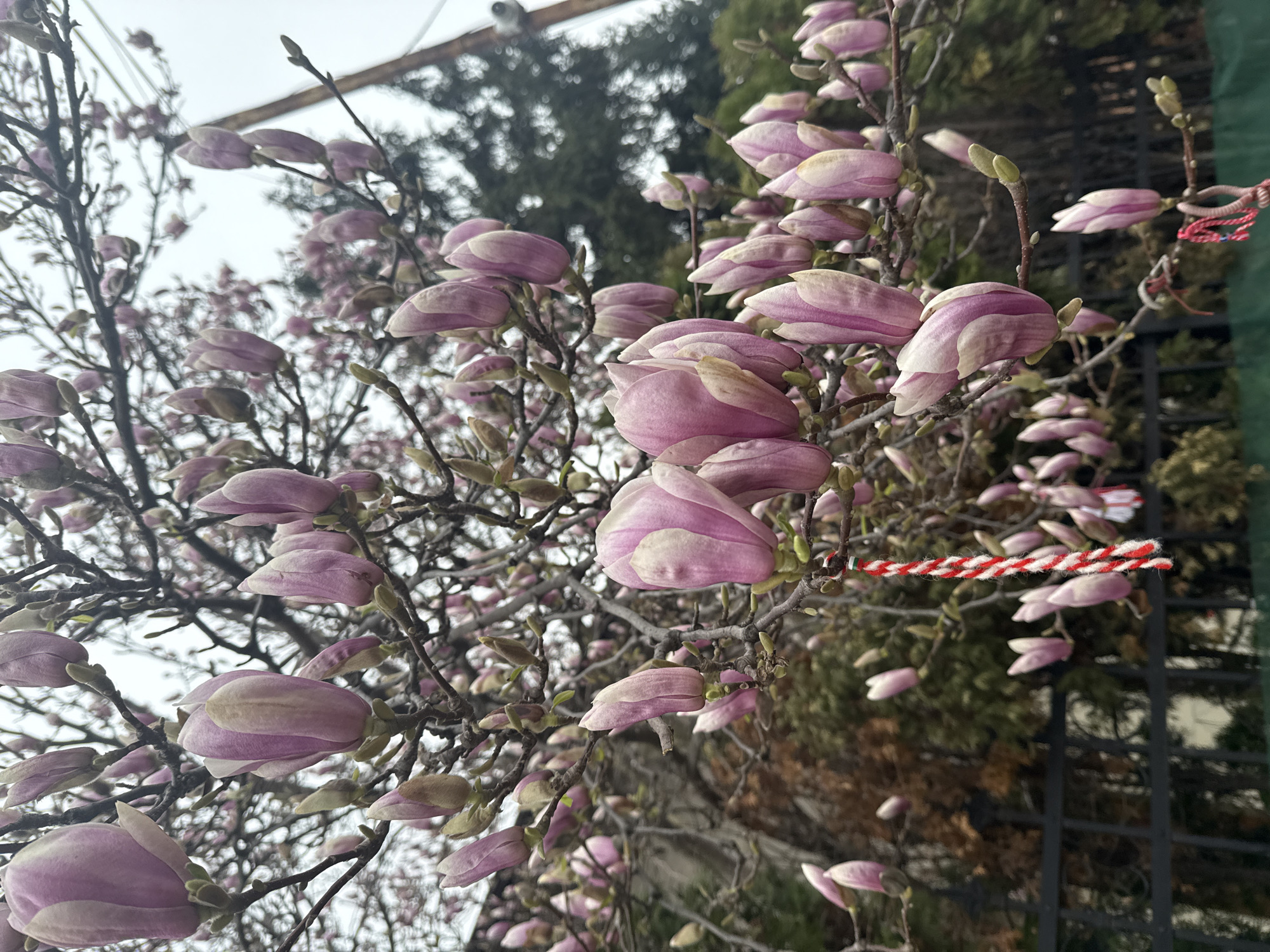 The image shows a close-up of a blossoming magnolia tree with closed or partially open pink and white flowers. The tree has many bare branches, indicating early spring. A "Martenitsa" bracelet, with red and white interwoven threads, is tied to a branch of the tree. The background is blurred, revealing a fence, other trees, and what appears to be a security camera, which could be in a public place, such as a park in Sofia, Bulgaria. The sky is overcast, suggesting a cloudy day.