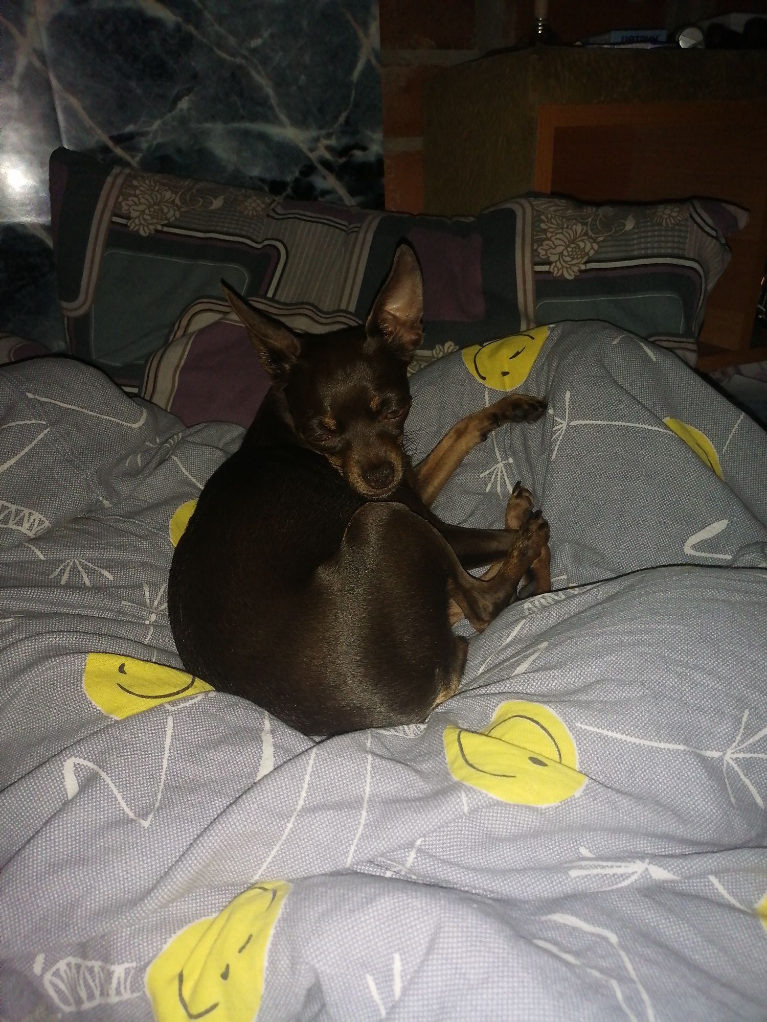 A small, brown dog is curled up asleep on a bed with grey sheets featuring a pattern of yellow smiley faces and white line drawings. The dog's body is mostly hidden, with only its head, ears, and paws visible. The background shows pillows with a patterned fabric and a blurred brick wall. The scene appears to be indoors, likely a bedroom.