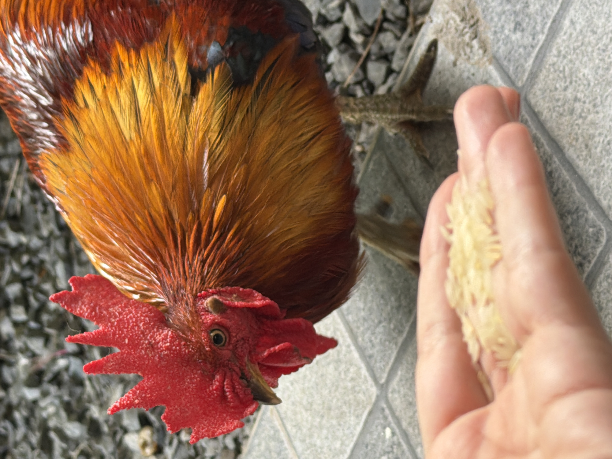 A person's open palm is in the foreground, holding a pile of uncooked rice. Behind the hand, a rooster is shown from the chest up, with its head turned to the left. The rooster has a bright red comb and wattle, and its feathers are a mix of vibrant orange, red, and black. The rooster's legs and feet are visible, resting on a tiled surface. The background consists of small gray stones. The scene appears to be outdoors, possibly in a courtyard or garden. The lighting suggests it is daytime. The location is identified as Baan Bo Phut, Thailand.