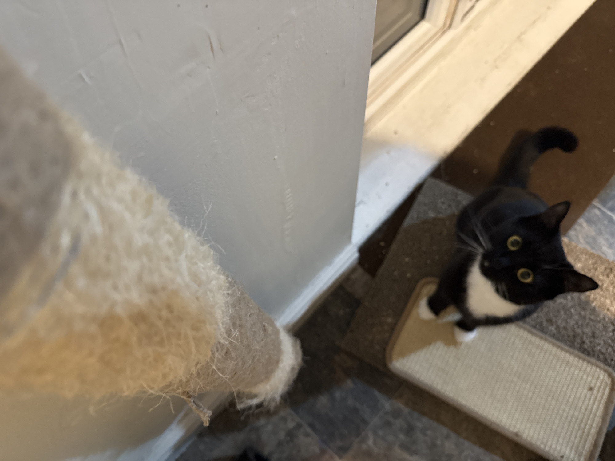 The image shows a black and white tuxedo cat standing on a carpeted scratching pad, looking up towards the camera. To the left of the cat is a beige scratching post, extending vertically out of frame. Behind the cat is a brown rug on the floor, and a white wall extends upwards in the image. The top right of the image shows a white window sill. The location is Desborough, United Kingdom.