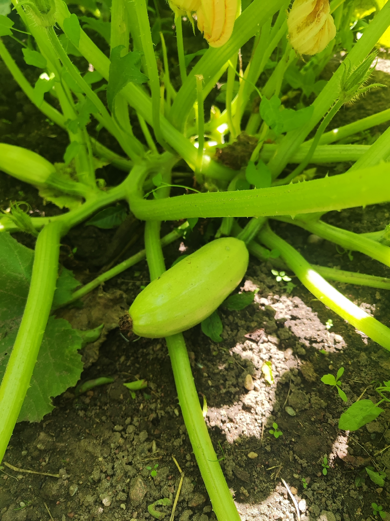 In Gvardeysk, Russia, a light green zucchini rests on the soil amidst the sprawling vines and leaves of a zucchini plant. The plant's thick, ribbed stems, some with fine hairs, intertwine and spread across the dark, earthy ground. Several large, green leaves are visible, along with developing yellow zucchini flowers overhead, some partially open. Sunlight dapples through the foliage, creating shadows on the soil, which is littered with small stones and bits of dried plant matter.