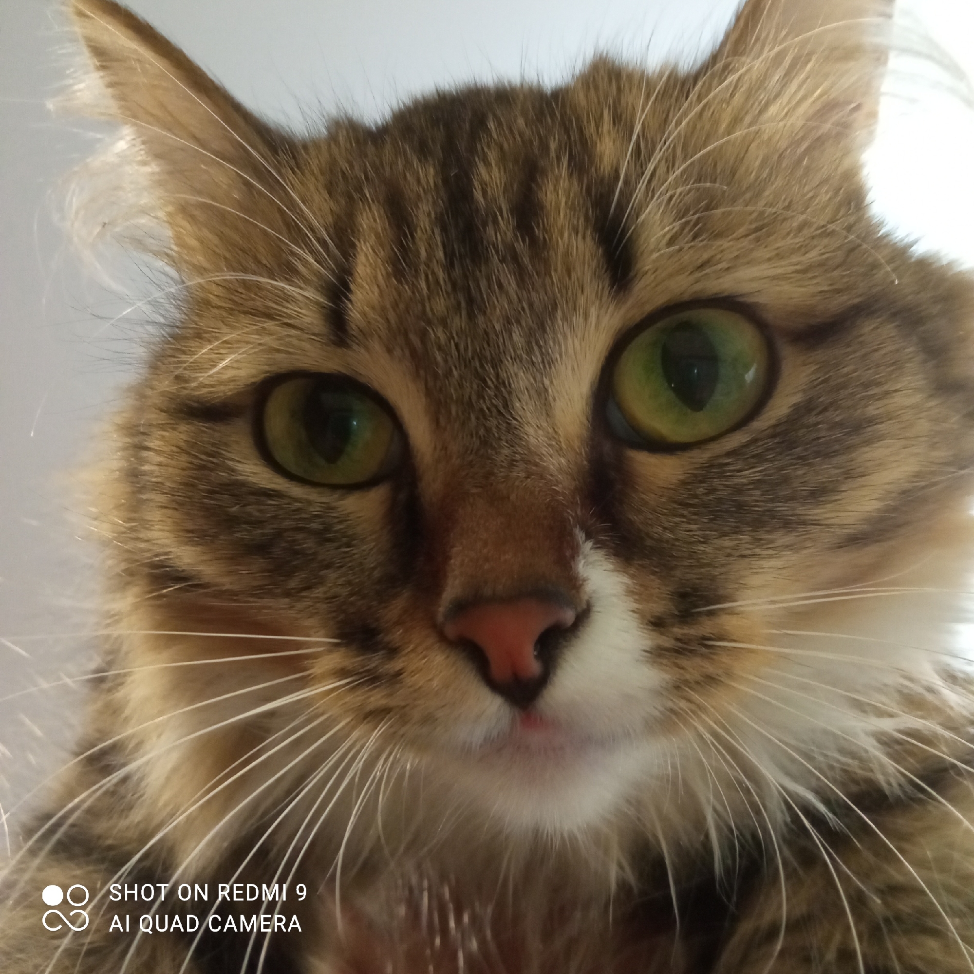 A close-up photograph shows the face of a brown tabby cat with green eyes. The cat has long whiskers and a pink nose. The image has a watermark at the bottom that says "SHOT ON REDMI 9 AI QUAD CAMERA". There is no location information in the image.
