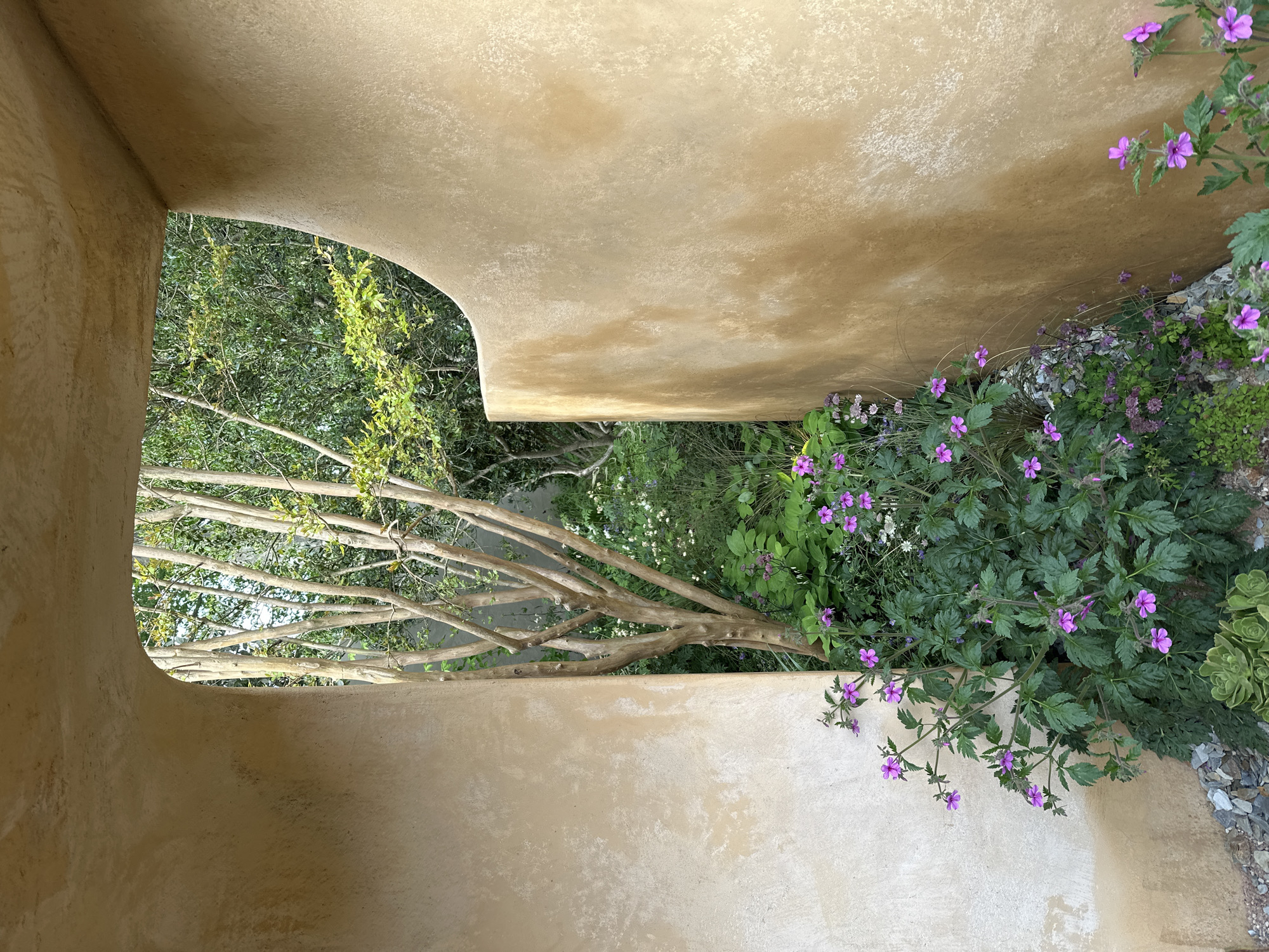 The image captures a view from within a structure, perhaps a building or a walled garden, with textured, light-tan walls framing an opening that reveals a garden scene. A small tree with many branches extends horizontally across the opening, its leaves a mix of light and dark green. In the garden, there are numerous plants, including some with small purple flowers and others with white blossoms, creating a diverse botanical arrangement. The photograph appears to have been taken at ground level, with the perspective looking out into the garden. The location is London, United Kingdom.