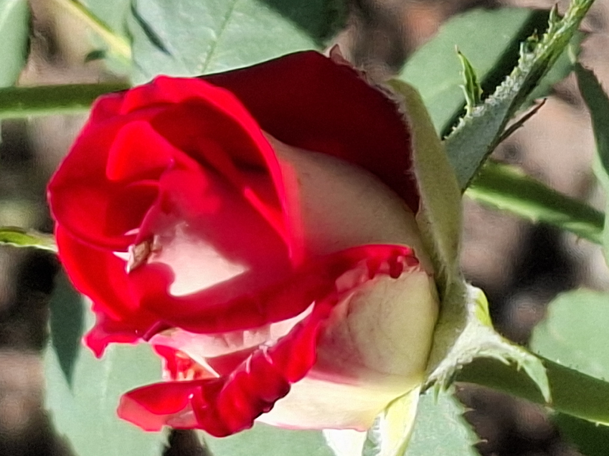 A close-up, slightly blurry photograph captures a bi-colored rosebud, predominantly cream with vibrant red edges, as it begins to unfurl. The rose's petals are tightly furled, with some showing a velvety texture. Green sepals cradle the base of the bud, and a thin green stem is visible. The background is out of focus, featuring green foliage and hints of brown earth. The image does not depict any specific identifiable location within the city of Almaty, Kazakhstan, or any people, actions, or interactions.