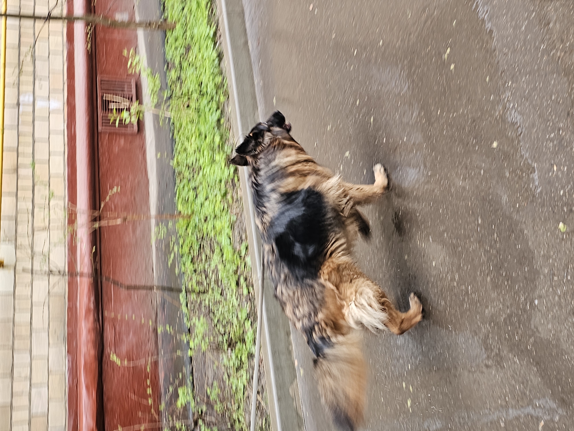 A dog, possibly a German Shepherd mix, stands on a wet pavement next to a curb. Green vegetation grows along the curb. A building facade with a red section and a light-colored section is visible. The photo was likely taken outdoors on a day with wet weather. Based on the location provided, Khimki, Russia, this is likely a residential or urban area in that city.