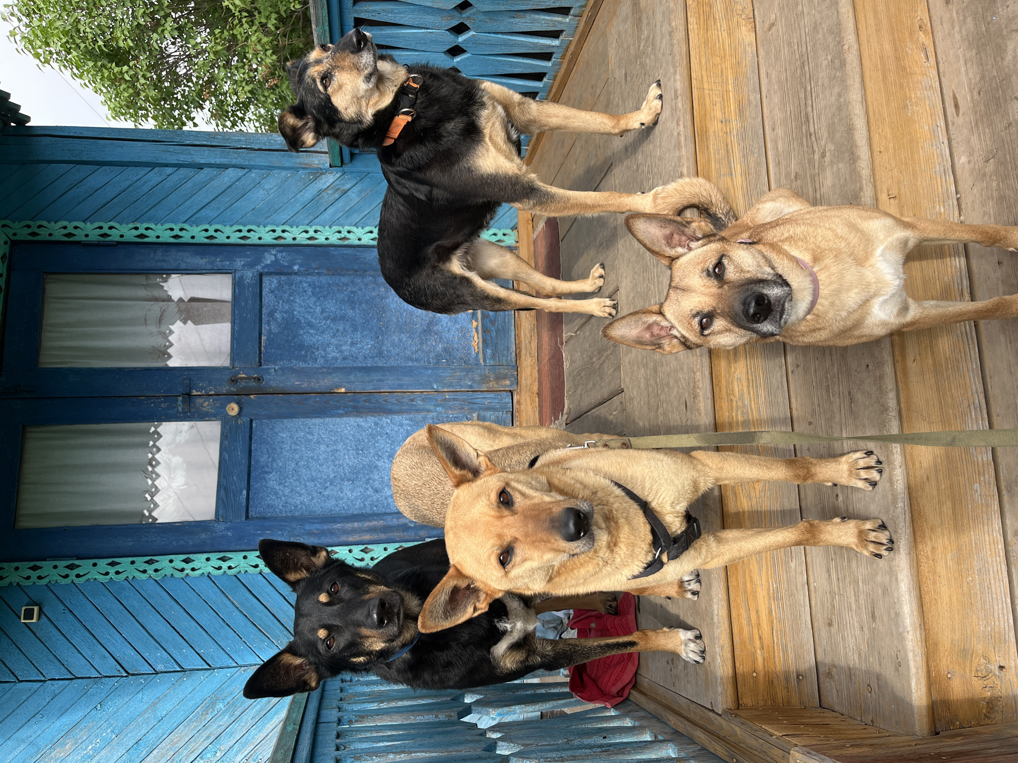 A vibrant outdoor scene captures four dogs on a wooden porch, set against a distinctly blue painted wooden wall. The architecture features an ornate, carved green trim detail above a double blue door with small window panes, through which white curtains are visible. Bright daylight illuminates the scene, and green tree leaves can be seen against a clear sky at the top.
In the upper left, a black and tan dog wearing an orange collar stands, looking intently upwards. To the upper right, a light brown dog with a pink collar appears, partially cropped, its head slightly tilted while looking directly at the camera. In the lower left of the frame, another black and tan dog with a blue collar sits or lies on a red piece of fabric, also gazing towards the camera. Adjacent to it, a fourth dog, light brown in color and wearing a black harness with a green leash, stands with a slight head tilt, making eye contact with the viewer. All dogs appear calm and curious. The wooden floorboards of the porch are prominent across the foreground. The traditional wooden architecture, characterized by the blue paint and carved details, suggests a rural or dacha-style setting, consistent with the location context of Nizhny Tagil, Russia. There is no visible text in the image.
