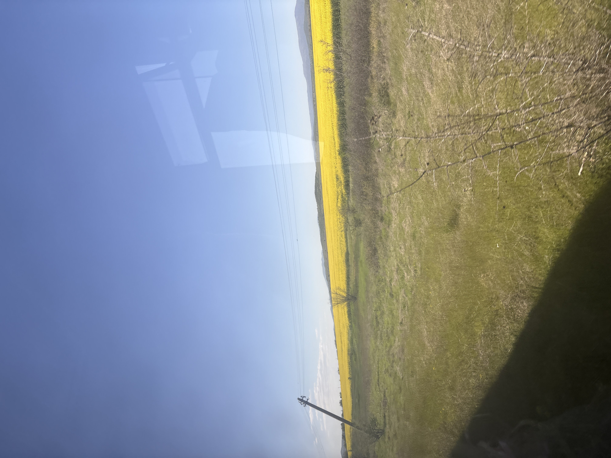 The image shows a landscape viewed through a window. A field of yellow flowers, likely rapeseed, stretches along the midground, bordered by green grass. A utility pole with power lines stands near the left edge of the field. The sky is clear blue with reflections of indoor objects on the window. Hills are visible on the horizon. The location is plausibly in the region surrounding Tsar Asen, Bulgaria, given the typical rural landscapes there.