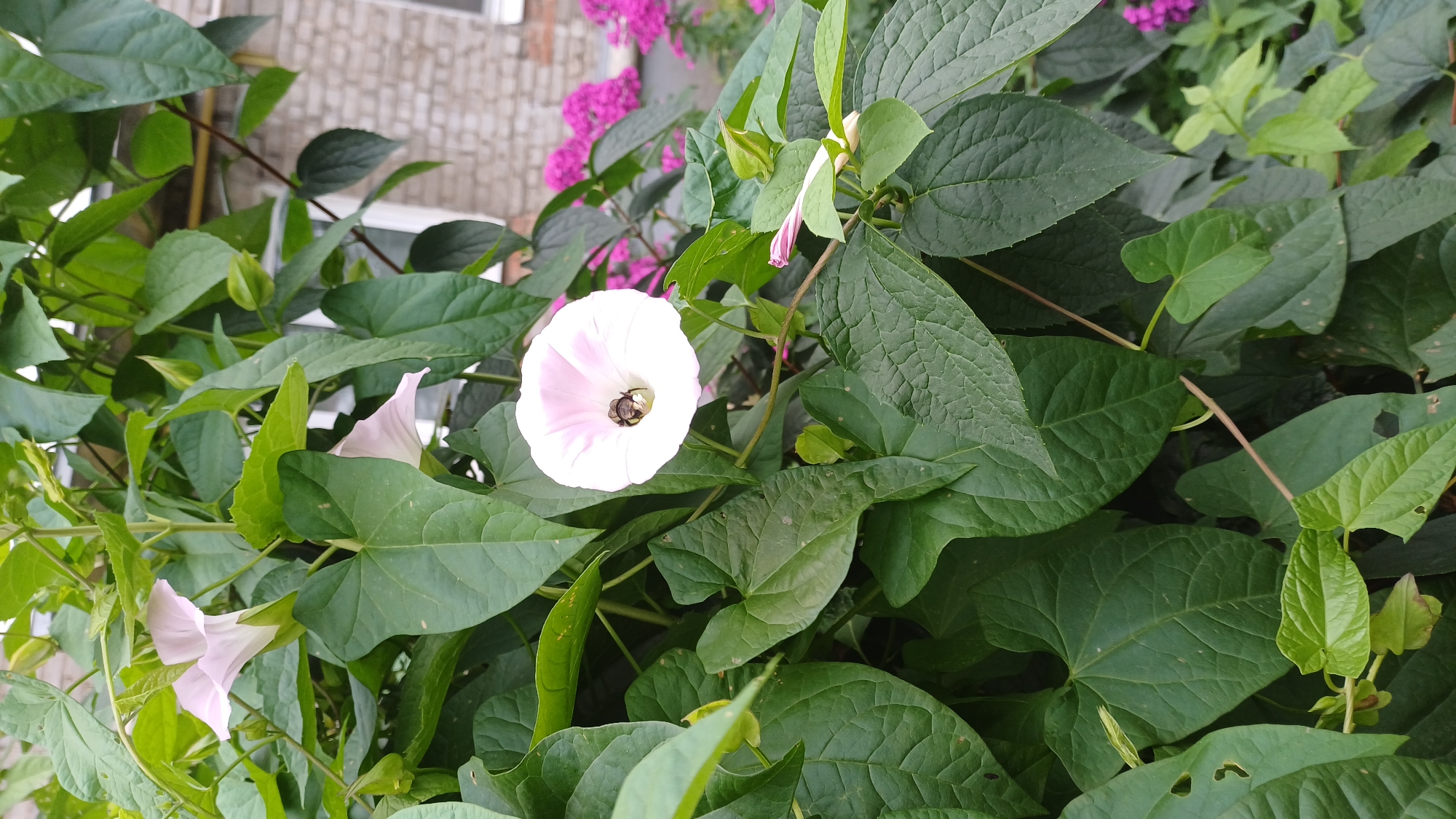 The image shows a close-up of a light pink morning glory flower with a bee inside, surrounded by lush green foliage. In the background, a brick building and a patch of vibrant pink flowers are visible. The scene appears to be in a garden or yard, likely in Izhevsk, Russia, given the context. The lighting suggests it is daytime.