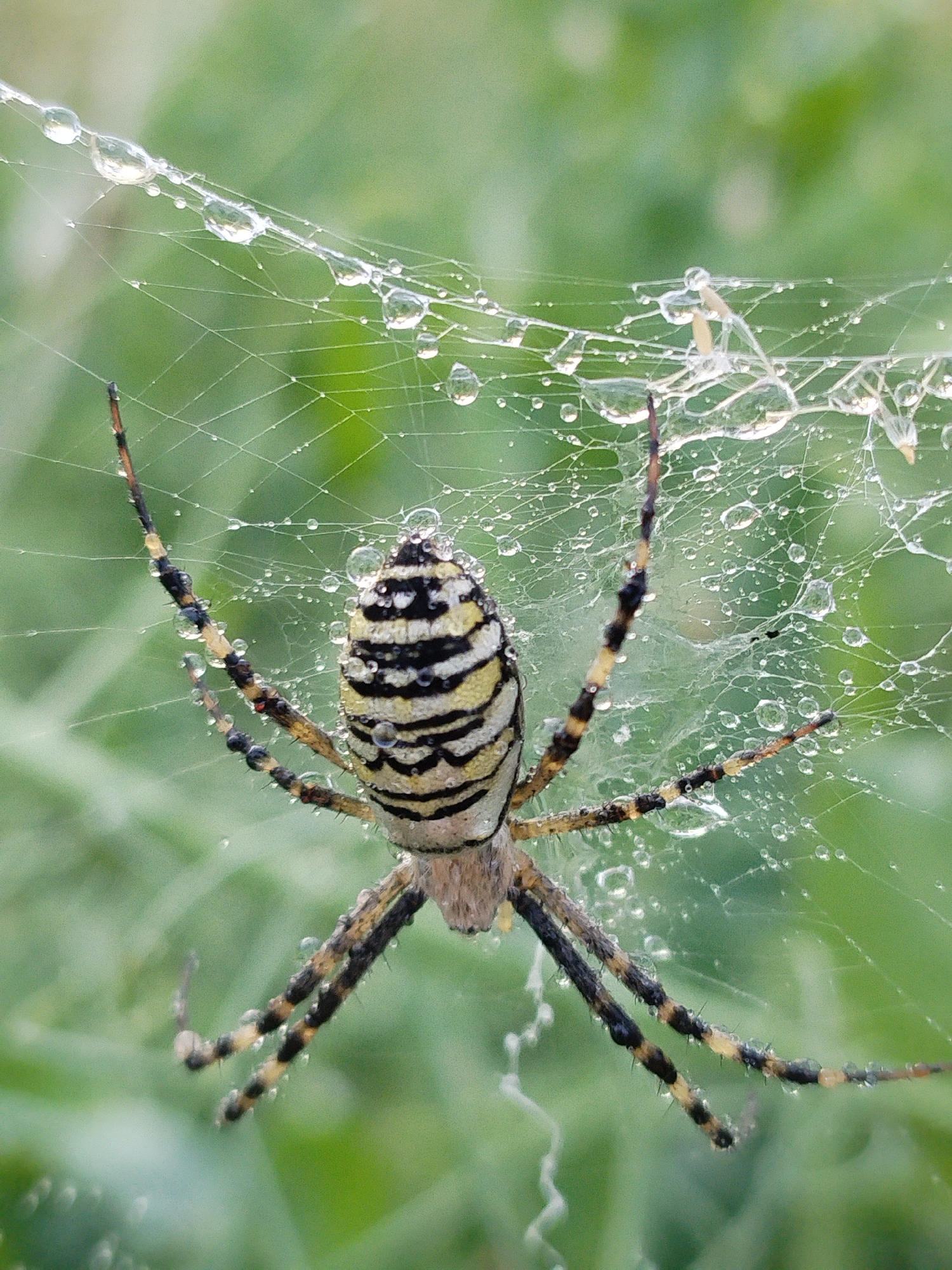 A close-up, eye-level, medium shot captures a Wasp Spider (Argiope bruennichi) suspended in its web, which is adorned with numerous dew drops. The spider is positioned centrally, facing slightly to the left. Its abdomen displays the characteristic bold yellow and black stripes, while its cephalothorax and legs are dark with yellow banding. The spider's eight legs are extended, some touching the web strands. The background consists of soft, out-of-focus green foliage, suggesting an outdoor environment. The lighting is even, highlighting the intricate details of the spider and its web, including the glistening water droplets. No specific location within Bialynichy, Belarus, is discernible from the image.