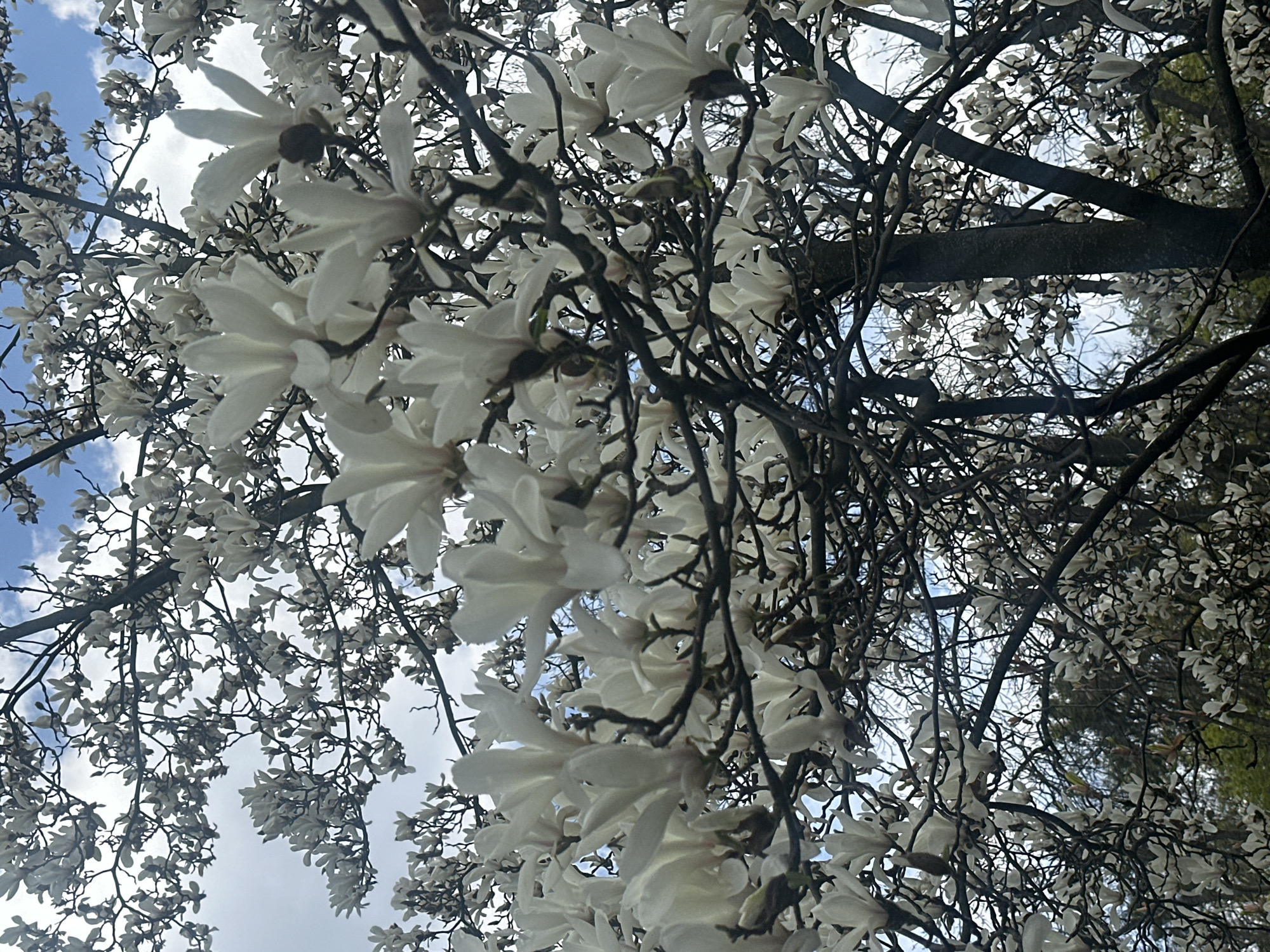 This image captures an upward view into the canopy of a tree heavily laden with white blossoms, likely a magnolia, in Kyiv, Ukraine. The scene is dominated by numerous delicate white flowers, each with multiple petals, densely covering dark, intricate branches. These branches, ranging from thick, gnarled limbs to slender twigs, form a complex network against the sky.
Through the gaps in the foliage, a bright, cloudy blue sky is visible, indicating daytime. The natural light suggests a mild, possibly overcast day, enhancing the soft glow of the white flowers. The perspective is from directly below the tree, emphasizing the profusion of blooms and the sprawling structure of its branches. There are no people or man-made objects visible, focusing entirely on the natural beauty of the flowering tree. The image conveys a serene and vibrant atmosphere, characteristic of springtime. No text is visible in the media file.