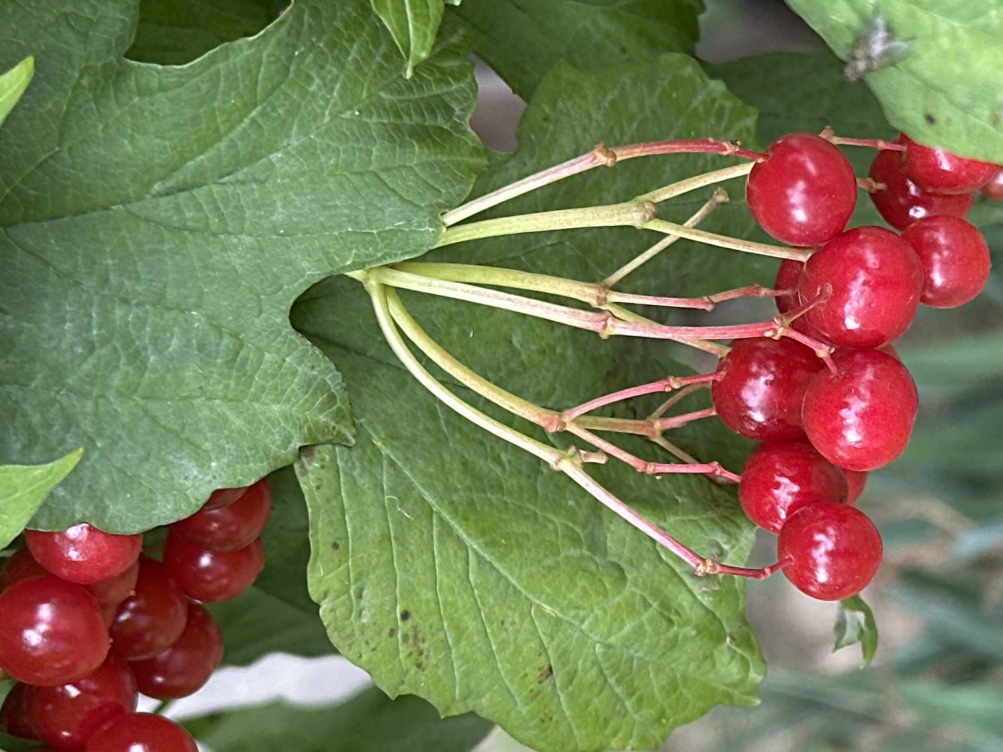 This image is a close-up, vertical shot of a cluster of ripe, red berries hanging from a branch, with large green leaves in the background. The berries are round and glossy, with some variations in size and shape. They are attached to thin, reddish stems that emerge from a central point. The leaves are broad and veined, with a slightly textured surface. The lighting appears to be natural daylight, creating highlights on the berries and casting subtle shadows. The background is softly blurred, suggesting the berries are part of a larger bush or tree. There is no indication of Podolsk, Russia, or any specific urban environment; the scene appears to be in a natural outdoor setting. No people or actions are depicted.