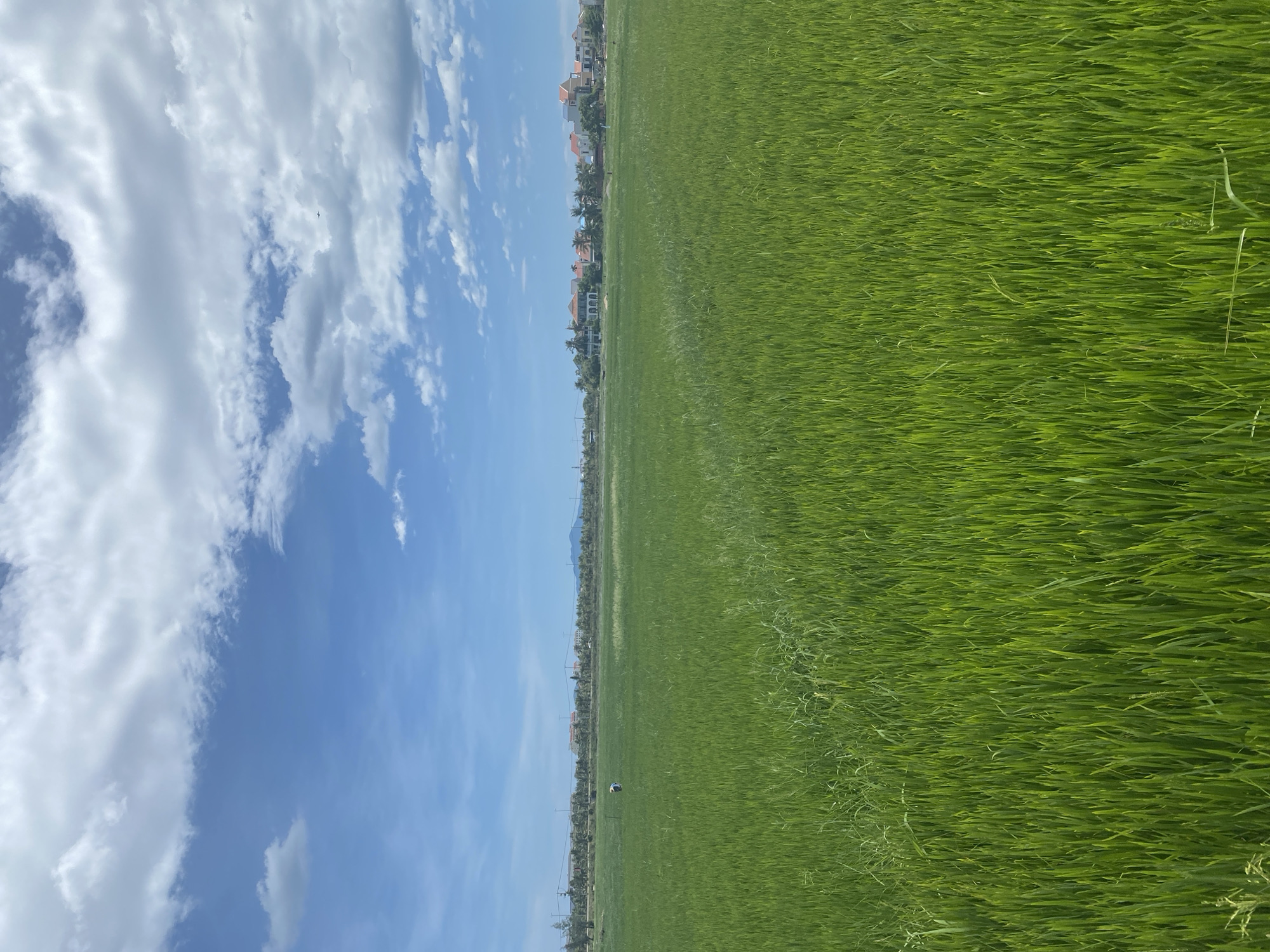 A wide shot shows a vast, lush green rice paddy field in Hoi An, Vietnam, under a partly cloudy blue sky. In the distance, a row of houses with red-tiled roofs and palm trees lines the horizon, with a faint mountain range visible beyond. A single person dressed in blue is seen working in the field on the left side of the image. The foreground is dominated by the dense, vibrant green stalks of the rice plants, with some drier, taller grasses interspersed on the left. The overall impression is one of a tranquil rural landscape.