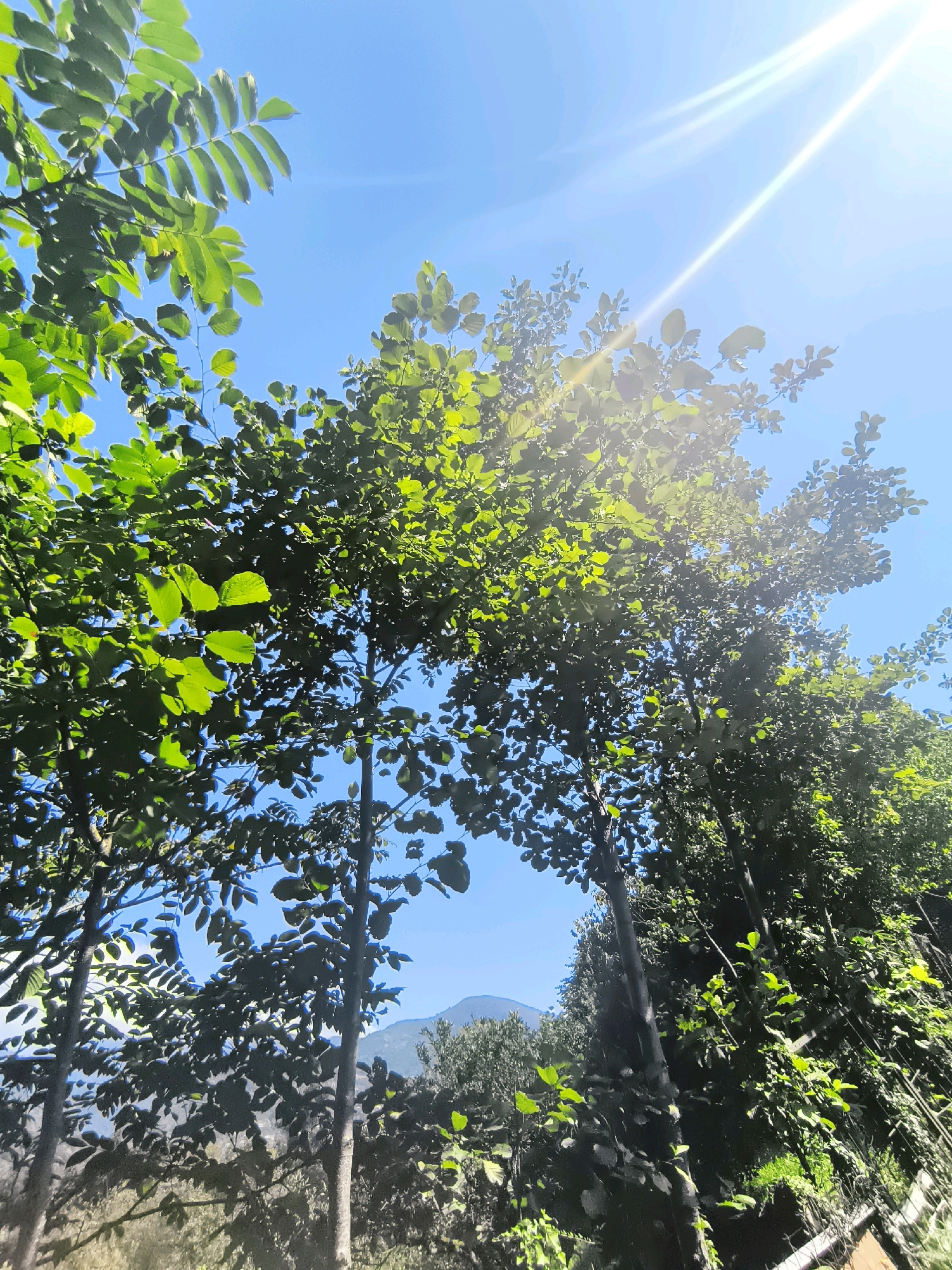 This is a low-angle, outdoor, daylight shot of trees with green foliage against a bright blue sky. The sun is shining intensely, creating lens flare and strong highlights on the leaves. In the background, a faint outline of a mountain peak is visible. The image appears to be taken in a natural setting, possibly a park or a forested area, and there are no people or specific city landmarks visible to identify a precise location within Batumi, Georgia. The overall impression is one of a sunny, natural environment.
