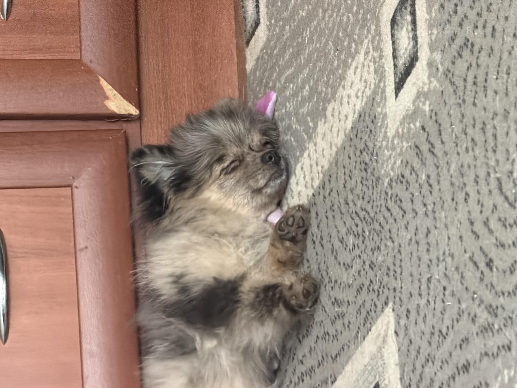 A fluffy Pomeranian puppy sleeps peacefully on a carpeted floor, nestled against a wooden cabinet. The puppy has grey and tan fur, with its eyes closed and a small pink ribbon tucked behind its ear. One of its paws is resting on the carpet, revealing its toe beans. The wooden cabinet appears to have some wear and tear, with a chipped corner visible on the left side of the image. The carpet has a textured pattern with geometric shapes in shades of gray. The scene appears to be indoors, likely in a home in Chaikovsky, Russia. The lighting suggests it could be daytime. The overall emotion conveyed is one of peaceful slumber and cuteness. There is no visible text in the image.