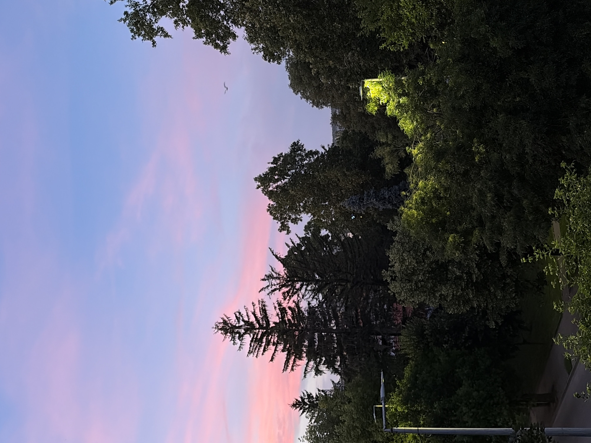A silhouette of trees against a soft pink and blue sunset sky. A single bird is visible flying in the upper right quadrant of the sky. In the lower left, a lamppost casts a warm yellow glow on the surrounding foliage. The image appears to be taken from an elevated position, overlooking a park or residential area with dense trees.