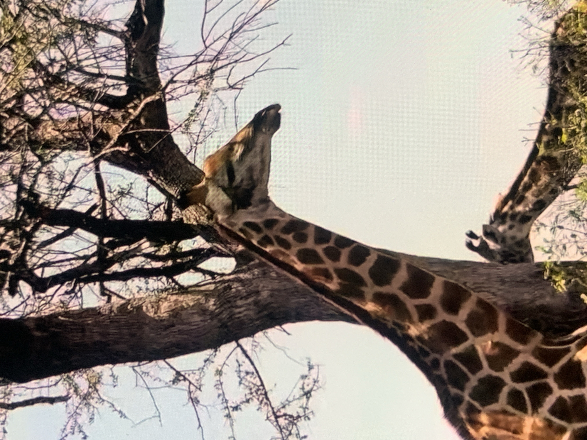 The image depicts two giraffes near a tree. One giraffe's head and neck are prominently visible in the foreground, to the right of the tree trunk. Its patterned coat is detailed. The second giraffe is partially visible behind the tree, with its head also visible. The giraffes are in an outdoor environment with sparse foliage and a bright sky. There is no indication of the city of Stavropol, Russia, or any urban elements.