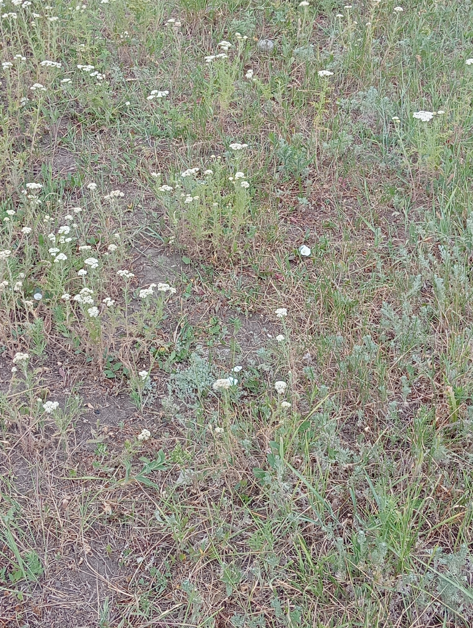 The image shows a patch of dry grass and some small white wildflowers. The scene appears to be in an undeveloped or natural area, possibly a field or roadside verge, as indicated by the presence of weeds and the dry, unkempt vegetation. There are no people or any specific structures visible in the image, making it difficult to determine a precise urban location.