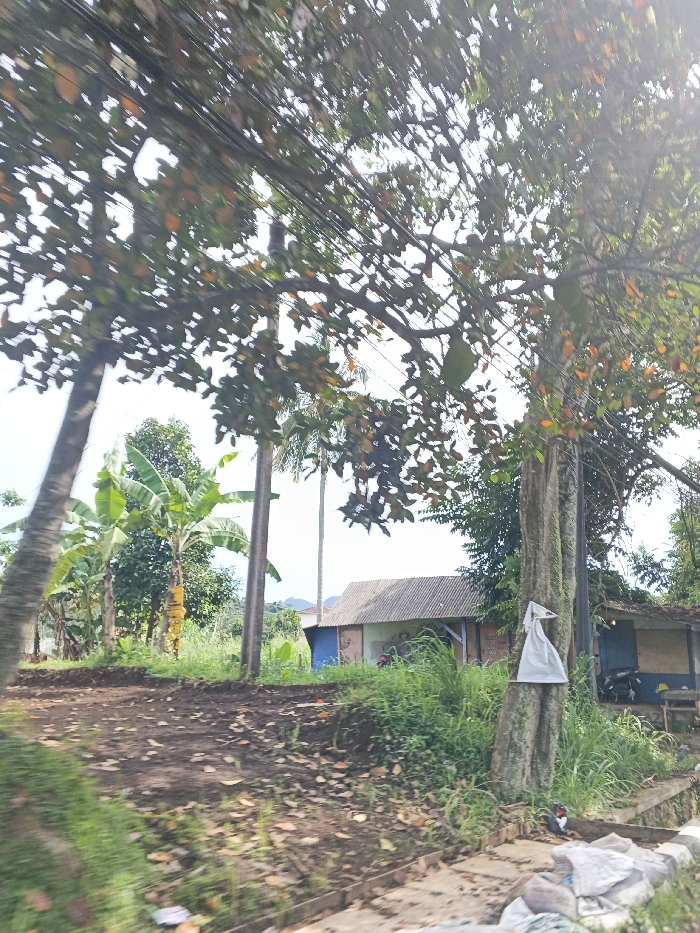 A rural scene depicts trees, banana plants, and a palm tree beside a dirt road. A simple structure with a corrugated metal roof and blue and white paint is visible. The foreground shows patches of grass and a drainage ditch with debris. Overhead, power lines crisscross the sky amidst branches adorned with fruit, possibly oranges. A white plastic bag hangs from a tree trunk.