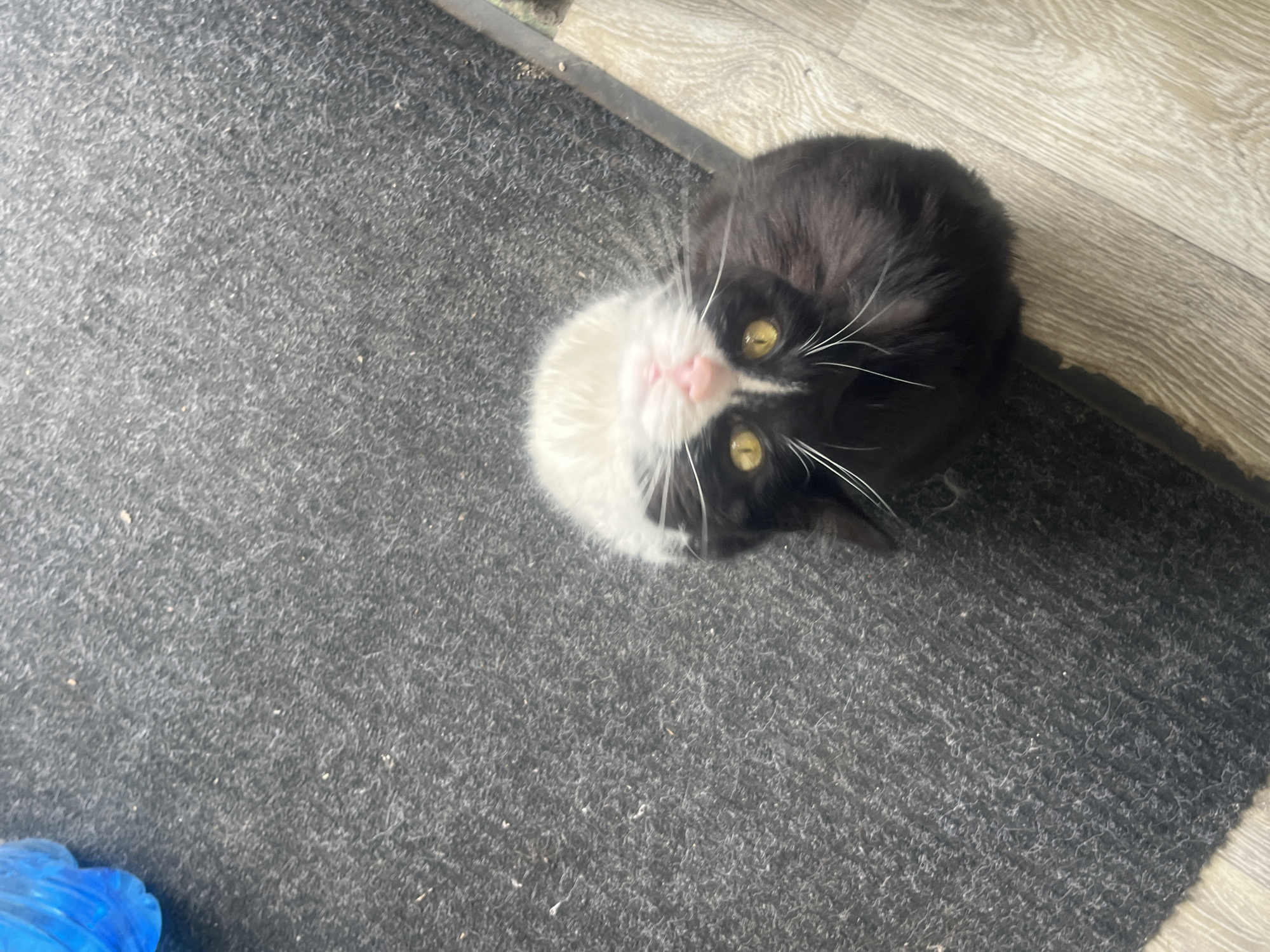 The image shows a black and white cat on a dark gray carpet, near wood-look flooring. The cat is looking up towards the camera with its yellow eyes. A portion of a blue object is visible in the lower left corner of the image. There are no other visible subjects, people, or specific objects to geolocate to Plovdiv, Bulgaria.