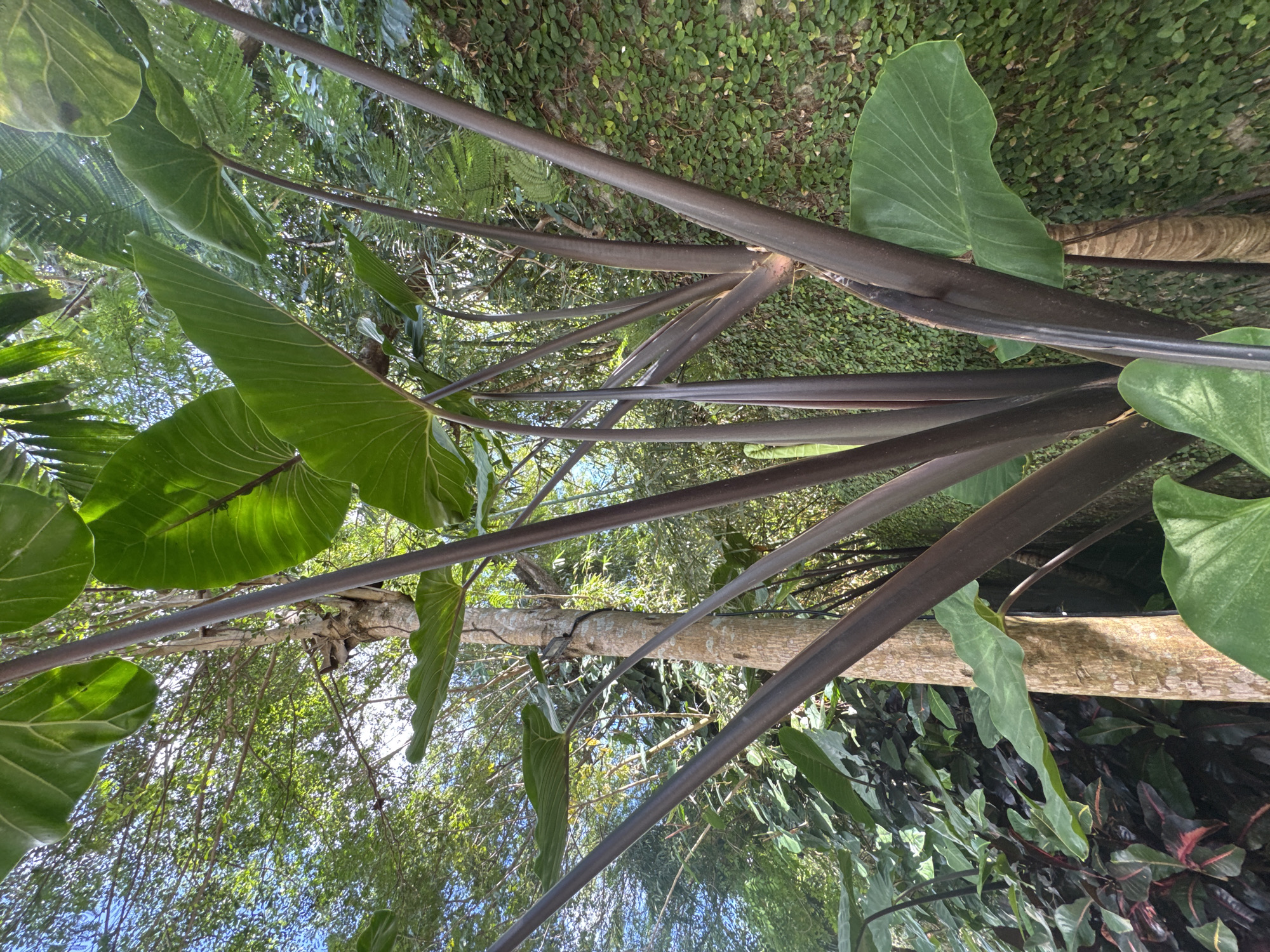 The image depicts a close-up view of tropical foliage, specifically dark-stemmed elephant ear plants, with green leaves, positioned near a light-colored tree branch. The background features various types of greenery, including what appears to be a wall covered in creeping vegetation. The scene is lit by sunlight filtering through the canopy, creating shadows on the leaves. Based on the prompt, this image was taken in Kuta Selatan, Indonesia.
