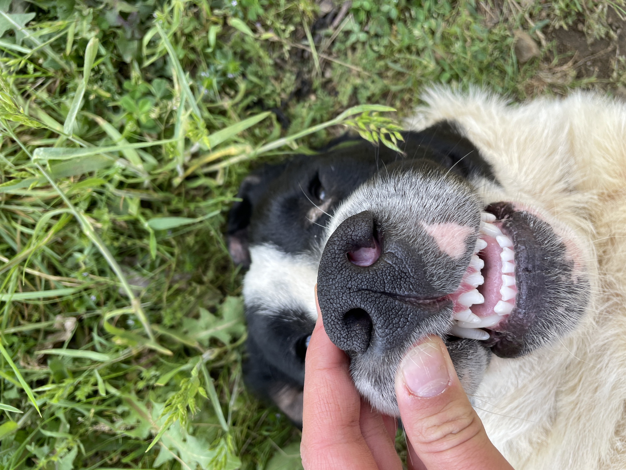 A close-up shot shows a black and white dog lying on its back in a grassy area. A human hand is visible, pulling back the dog's lip to reveal its teeth. The grass appears to be a mix of different types, with varying shades of green. There's no explicit indication of Zlatograd, Bulgaria, or any urban location in the image.