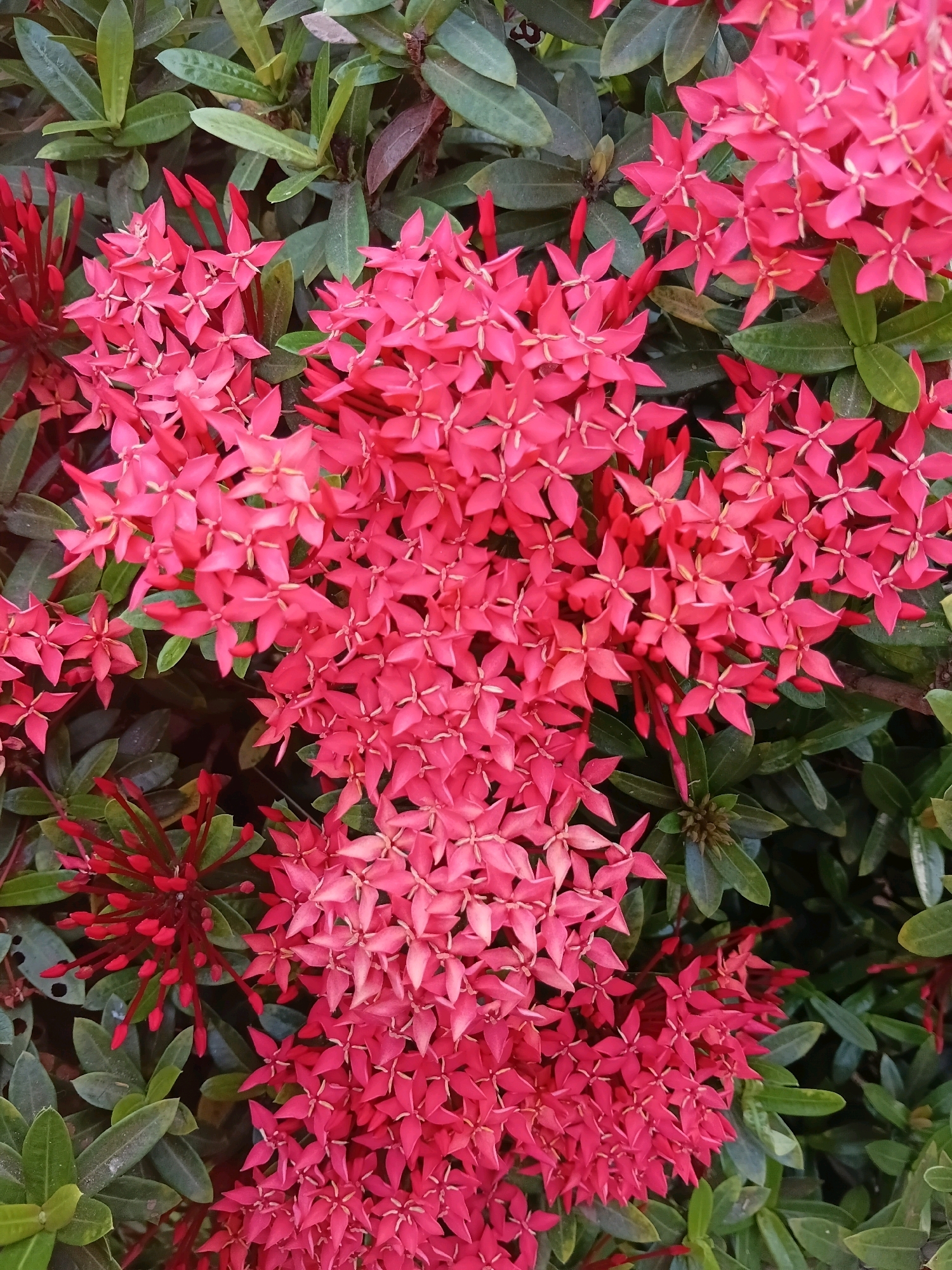 The image displays a close-up view of clusters of bright pink Ixora flowers, also known as "Bunga Sepatu" in Indonesia, blooming amidst lush green foliage. Some flower buds are visible, appearing in a deeper red hue. The scene appears to be outdoors, with a natural lighting that highlights the vibrant colors of the flowers. The image quality is clear, allowing for detailed observation of the individual petals and the texture of the leaves. The overall impression is one of abundant natural beauty, commonly found in gardens and public spaces. The specified location, Cikal, Indonesia, suggests this scene is set in a tropical or subtropical environment where Ixora plants thrive.
