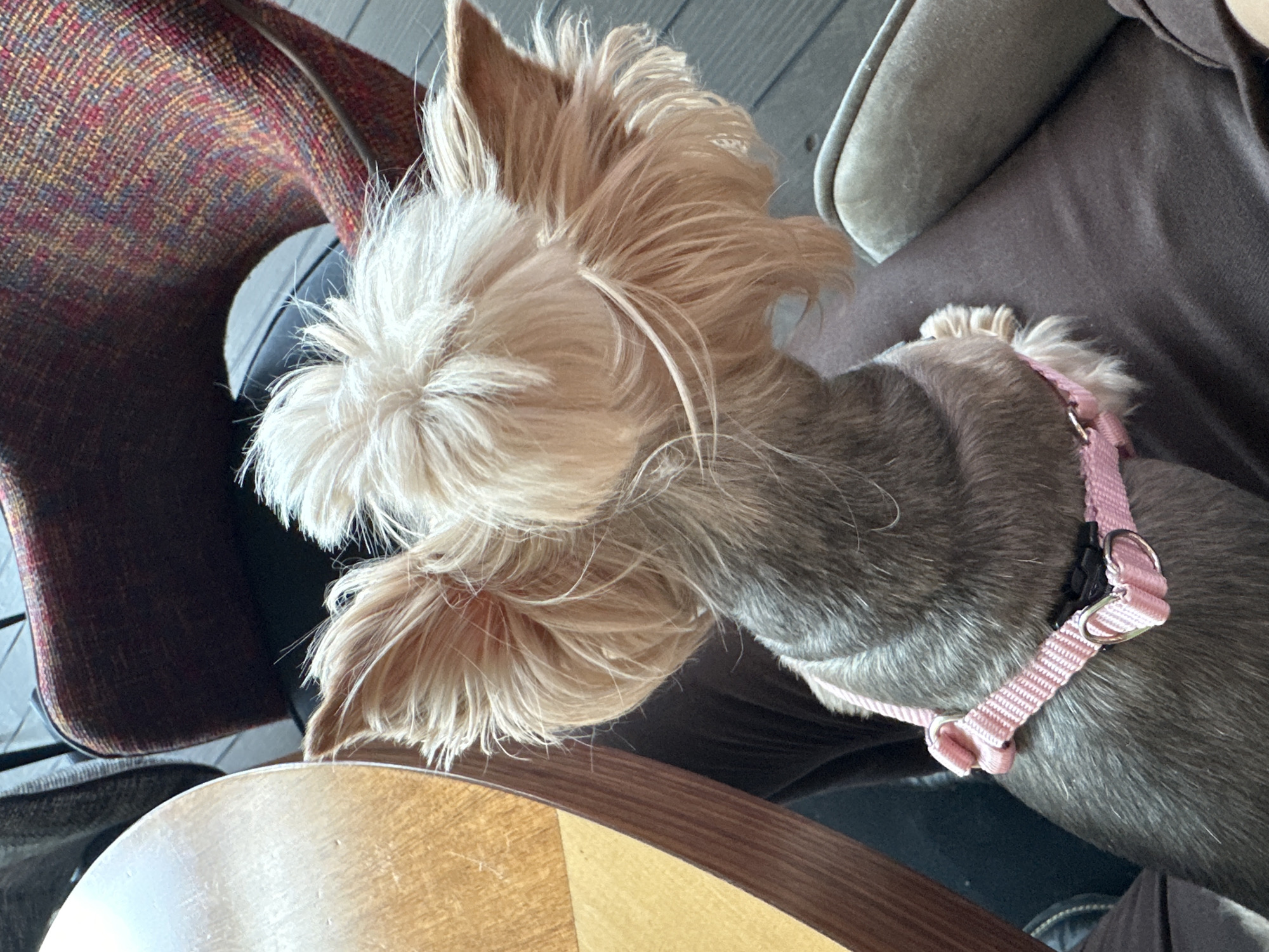 A close-up, overhead shot shows a small, long-haired dog wearing a pink harness. The dog is resting its head on a light brown wooden table. The dog has light blonde/white fur on its head and face, transitioning to gray fur on its neck and body. The dog is positioned next to an upholstered chair with a dark red and brown patterned fabric, and another chair with a light green or gray fabric. The location in Sofia, Bulgaria, cannot be determined from this image alone.