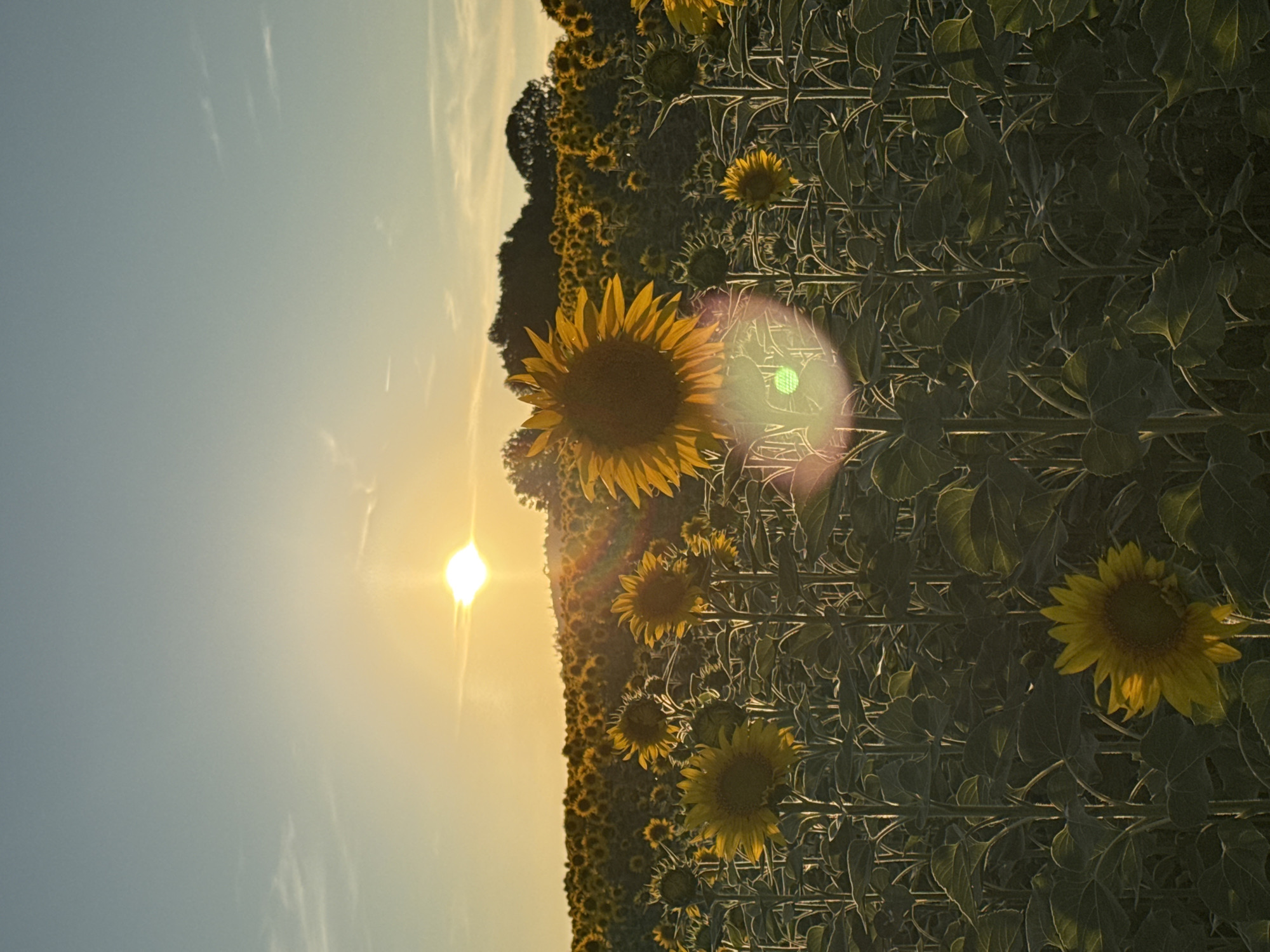 This image captures a vast sunflower field at sunset, with the sun prominently visible near the horizon. The sky transitions from a pale blue at the top to a warm yellow near the horizon, with wispy clouds. The foreground features several large sunflowers, some facing the camera, their petals illuminated by the setting sun. Lens flare is present, creating bright circular and elongated light artifacts. In the background, a dense field of sunflowers stretches towards a treeline on a gently rolling hill. The overall setting is a rural landscape, specifically identified as being in the vicinity of Noevtsi, Bulgaria, during the golden hour.
