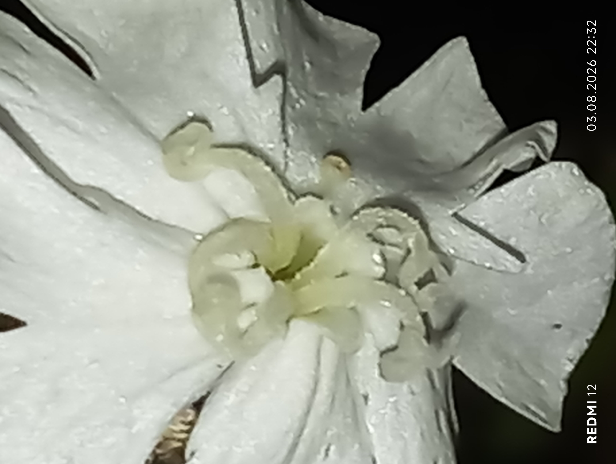 A close-up, low-light photograph captures the intricate details of a white flower with delicate, pale yellow reproductive parts at its center. Water droplets are visible on the petals, suggesting recent moisture. The background is dark and out of focus. The bottom left corner of the image displays "REDMI 12," and the bottom right corner shows the date "03.08.2026 22:32." The image was taken in Smila, Ukraine.