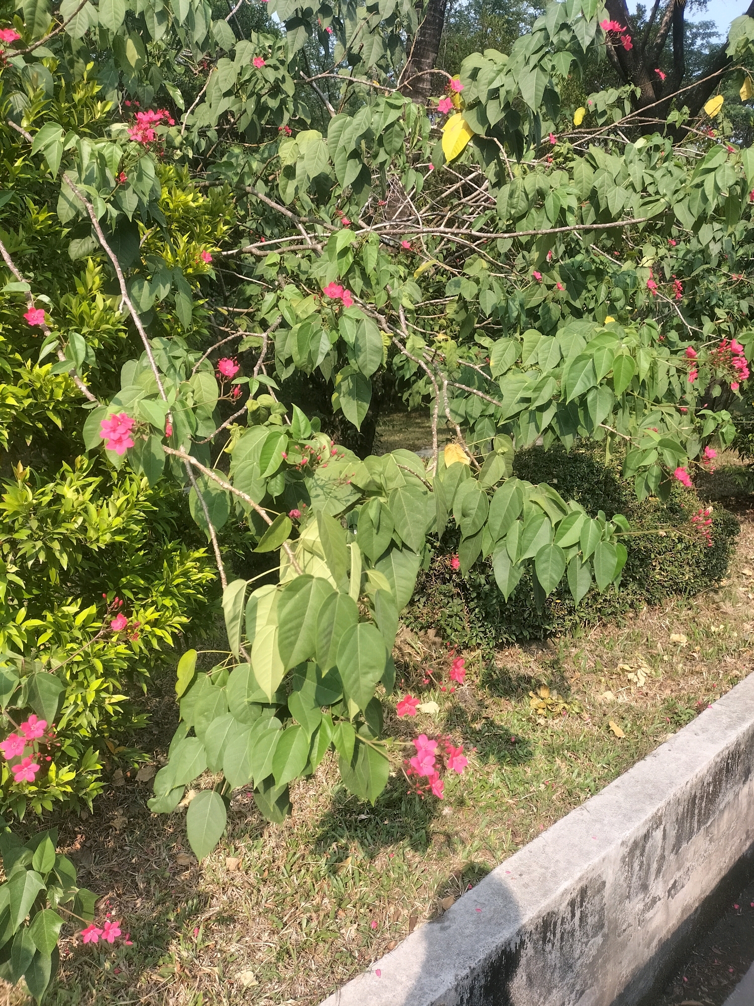 The image captures a sunlit outdoor scene dominated by lush green foliage and vibrant pink flowers. In the foreground, a concrete barrier, possibly part of a drainage system, runs along the bottom right of the frame. Beyond the barrier, a patch of grass with scattered dry leaves and some scattered pink petals is visible. A variety of plants are present, including a bush with smaller, bright green leaves on the left and a larger plant with broader, darker green leaves and numerous branches laden with small, bright pink flowers. The flowers are clustered in small groups, with some individual blooms open and others in bud. The branches of the larger plant are thin and woody, with a somewhat wild, sprawling growth pattern. The background consists of more dense greenery and tree trunks, suggesting a park or garden setting. The lighting indicates it is daytime, with shadows cast on the grass. There are no people or animals visible in the frame. The scene is located in the city of Gunung Putri, Indonesia.