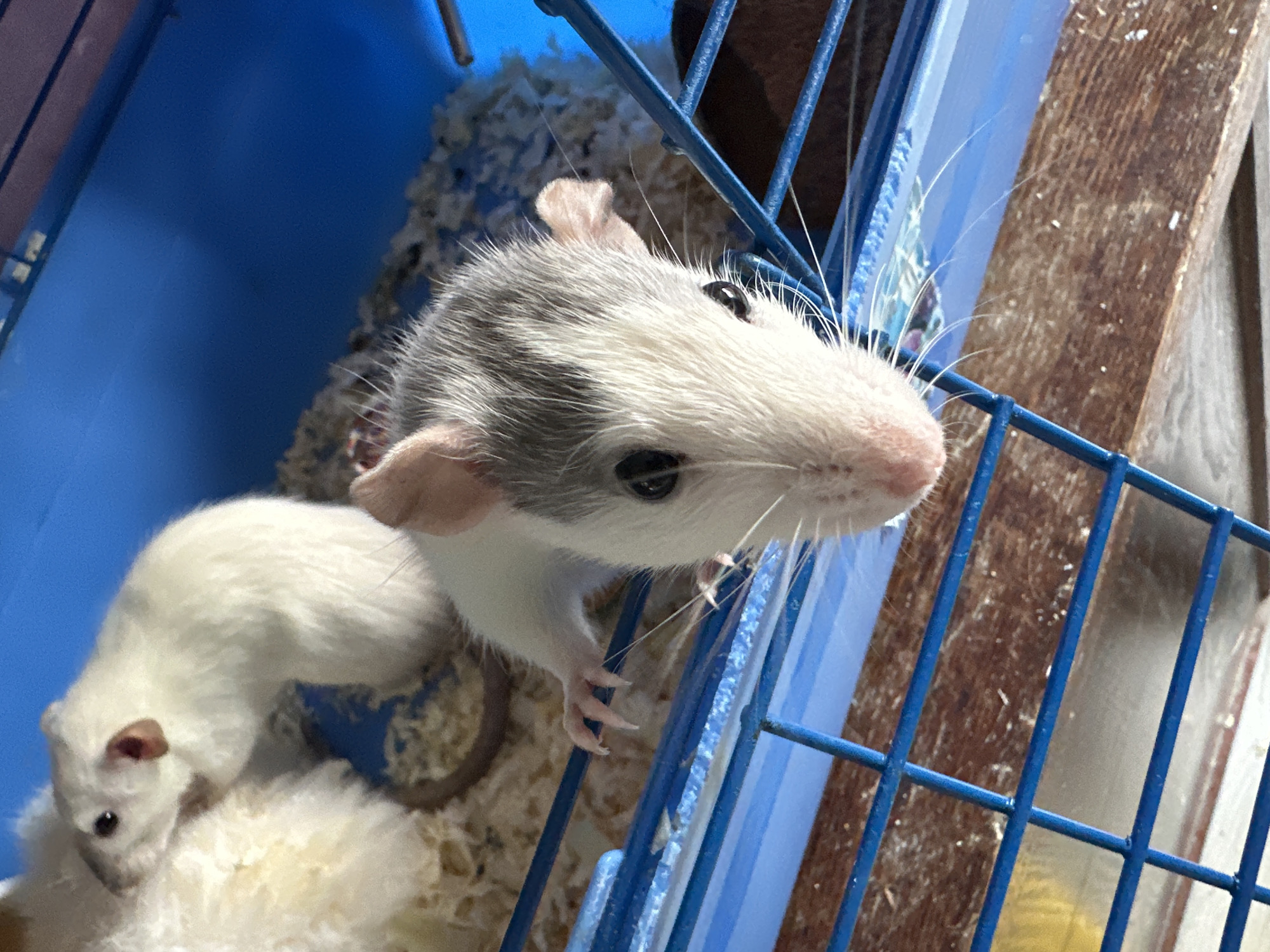 A close-up shot from inside a blue wire cage shows two rats. One rat, predominantly white with gray markings on its head, is peering upwards and outwards, its front paws resting on the bars of the cage. The second rat, entirely white, is situated behind the first, nestled in white bedding material, possibly shredded paper or cotton. The cage contains wood shavings. The background shows a wooden structure and a blue plastic interior of the cage. There is no verifiable information to place this image specifically in the city of Stavropol, Russia.