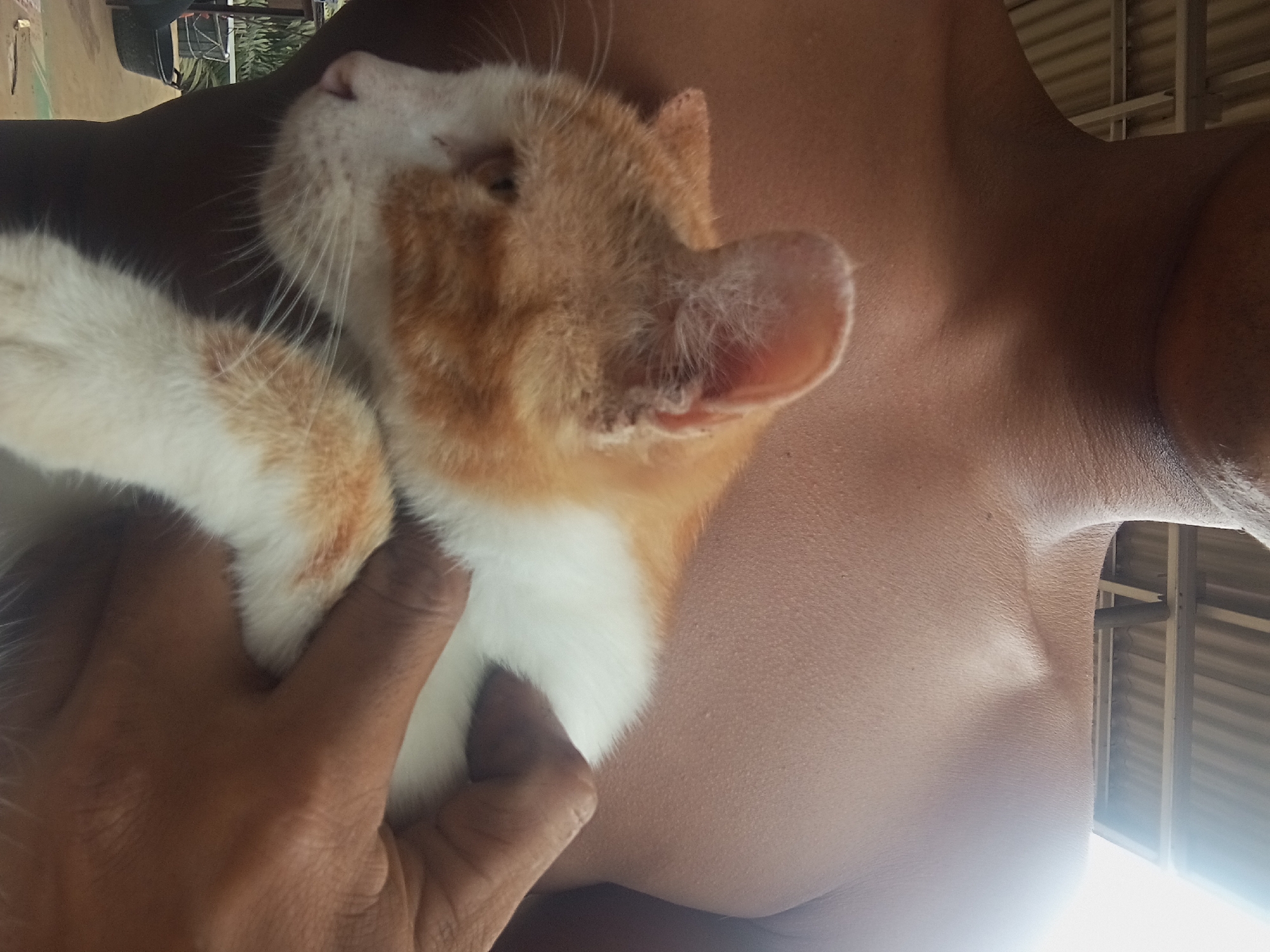 A close-up, eye-level, outdoor shot captures a person's bare torso and shoulders holding an orange and white cat. The person's skin is a warm brown tone, with visible pores and some light shining on their upper body. The cat is nestled against the person's chest, with its head turned to the left, showing its orange fur, white chest, and one ear. A hand, also brown-skinned, is supporting the cat's body. In the background, the corrugated metal roof of a structure is visible, along with some blurred greenery and dark buckets. The scene appears to be located in Desa Retak Mudik, Indonesia, likely in an outdoor setting.