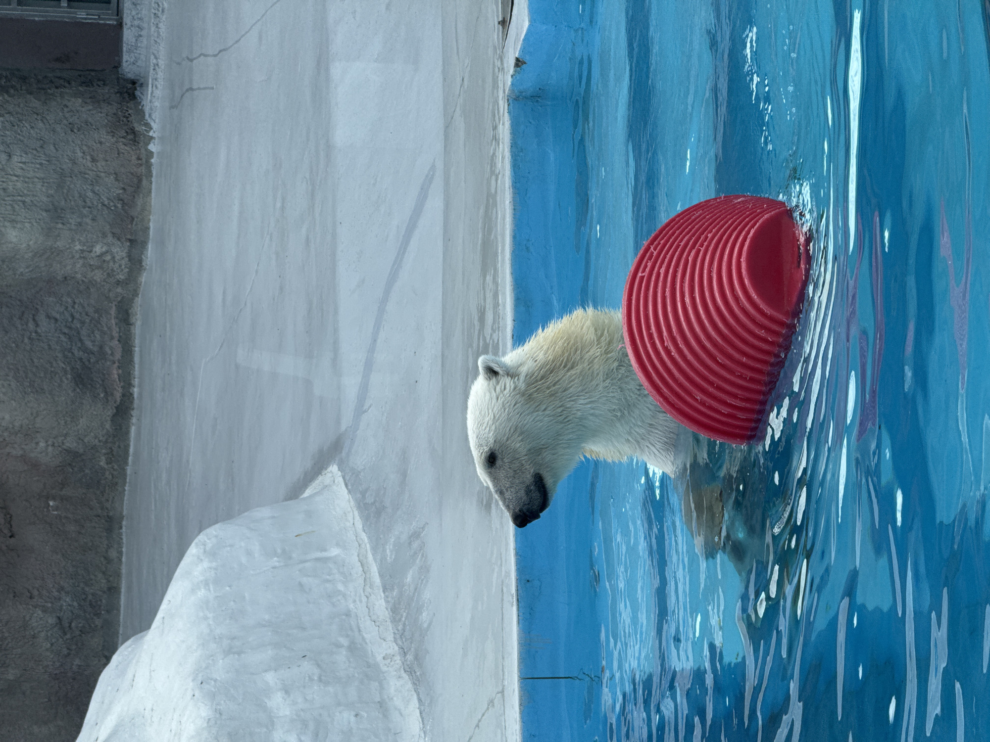 A polar bear is depicted partially submerged in a bright blue pool within an enclosure, likely a zoo exhibit, located in Izhevsk, Russia. The polar bear, with creamy white fur, faces left in profile, its head and upper torso visible above the water line, looking towards an unseen area to the left of the frame. To its immediate right, floating in the water, is a large, vibrant red object, cylindrical or truncated conical in shape, with distinct horizontal corrugated ridges along its visible surface.
The pool's water is a clear blue, showing ripples and reflections, particularly around the bear and the red object. The edge of the pool where the bear is positioned is a light blue concrete or tiled wall. Behind the pool, the enclosure features a multi-tiered background. Immediately behind the pool, there is a flat, light grey concrete or paved surface. Further back and to the left, a large, sculpted white structure, resembling an artificial rock or ice formation, is prominent. To the right and in the distant background, darker grey, textured wall structures are visible, suggesting additional enclosure elements. The overall scene is brightly lit, indicative of daylight conditions.