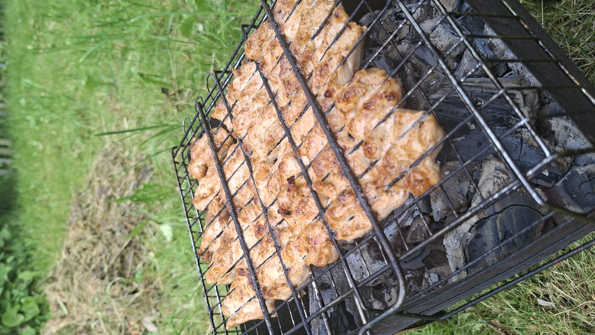 A portable metal charcoal grill, laden with numerous pieces of chicken, is positioned outdoors in a grassy area in Забалоцкі сельскі Савет, Belarus. Approximately two dozen cut pieces of light-colored meat, consistent with chicken fillets or strips, are arranged in organized rows across the black metal grilling grate. The chicken displays varied golden-brown cooked surfaces with distinct dark grill marks and some areas of slight caramelization or charring.
Beneath the meat, the grate rests directly above a bed of charcoal, which includes dark, unburnt sections, grey ash, and glowing embers, indicating active heat for cooking. The grill itself is a dark-colored, rectangular metal unit, appearing used and functional, with a hinged-style upper grate holding the food.
The immediate ground surrounding the grill is covered with natural green grass, which is somewhat unevenly grown. In the mid-ground, a substantial pile of dried, light-brown organic material, resembling mown grass or plant debris, is visible. The background consists of out-of-focus green foliage, suggesting trees or bushes, under diffuse natural daylight. No individuals are present in the image.