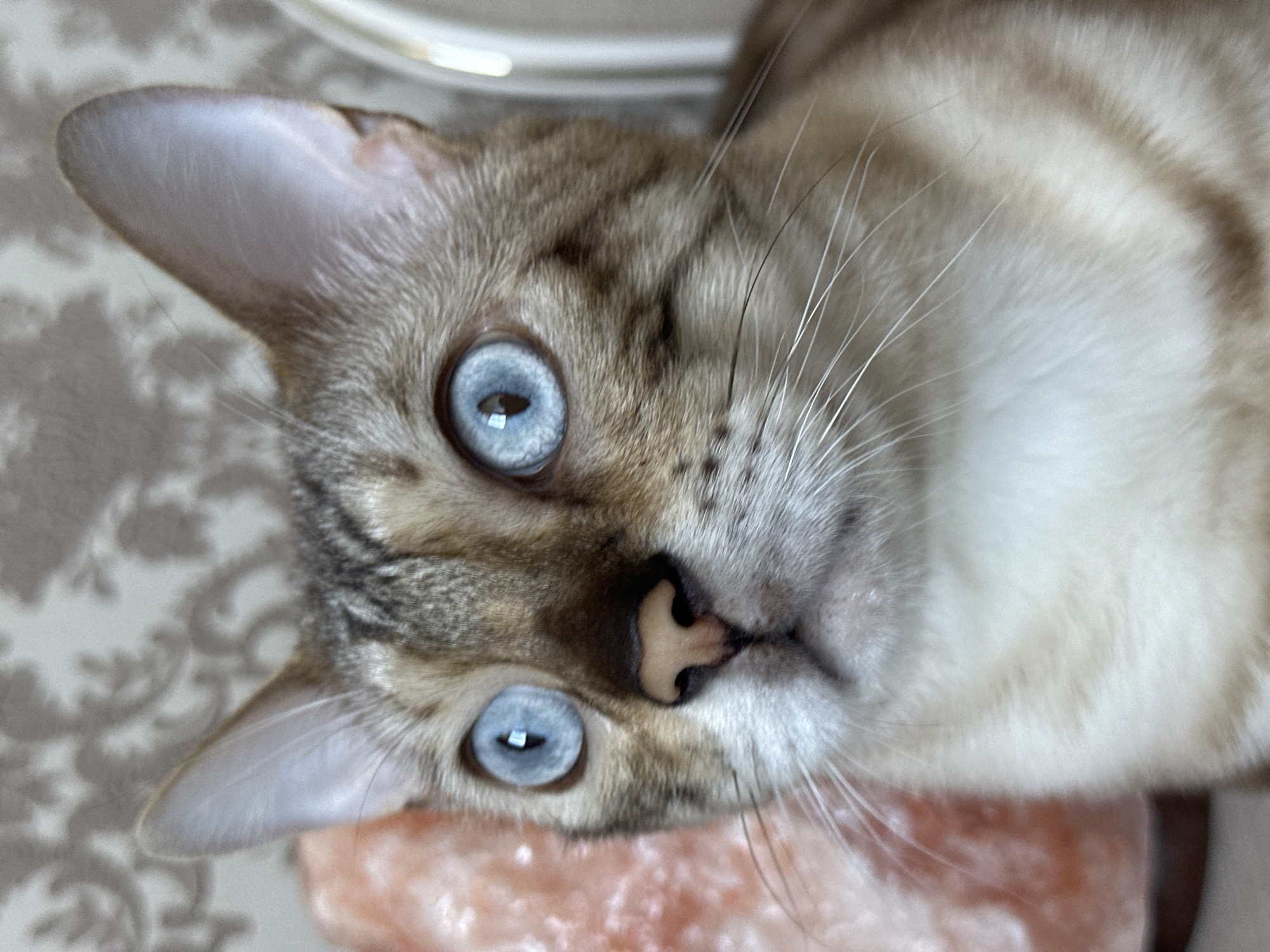 A close-up portrait of a Bengal cat with striking blue eyes and distinctive spotted markings on its fur. The cat is positioned on the left side of the frame, facing slightly to the left. Its ears are alert and upright. To the left of the cat, a large, rough-textured, pinkish-orange object, possibly a Himalayan salt lamp, is partially visible. The background features a neutral-toned wallpaper with a subtle floral pattern. The lighting appears soft, highlighting the cat's features and the textures of its fur and the object beside it. There are no people visible in the image, and no specific location in Energetik, Russia, can be identified from the visual cues. The image captures a still, focused moment of the animal.