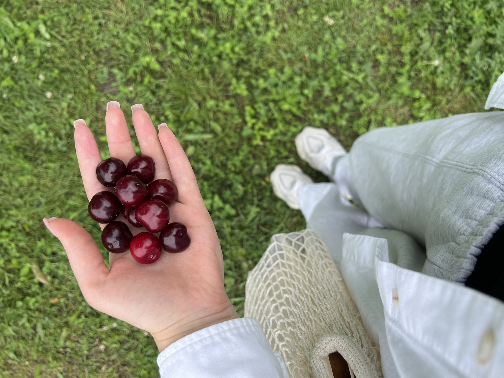 A high-angle shot depicts a person's open left hand holding approximately twelve dark red and purplish cherries, with one notably brighter red cherry among them. The hand has light skin and manicured nails with a clear or pale pink polish. The person is wearing a white long-sleeved shirt or jacket, and light sage green trousers. A cream-colored, open-weave bag is partially visible under the left arm. Below the waist, white athletic shoes are visible on both feet. The background consists of blurred green grass, indicating an outdoor setting in the city of Mshanets, Ukraine.