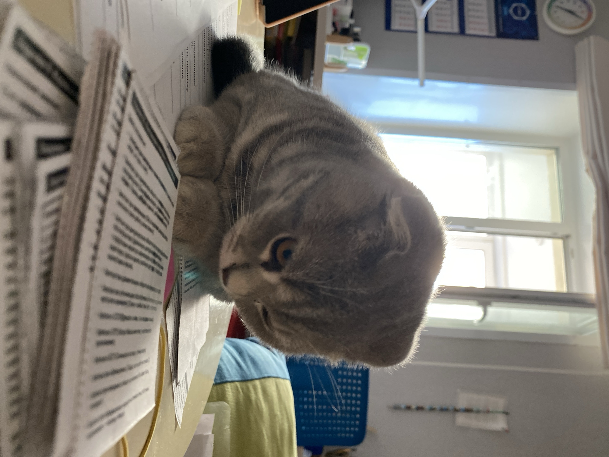 This rotated indoor image, set in Votkinsk, Russia, features a grey tabby cat with folded ears, likely a Scottish Fold, as its primary subject. The cat is positioned on a light-colored desk or table, its head tilted downwards and to the left, showing its golden-amber eye and prominent whiskers. Its fur exhibits subtle striped patterns, illuminated by bright natural light.
To the left of the cat, a stack of white papers or documents is visible, with printed text in Cyrillic script. Fragments of words such as "заявка" (application/request) and "наименование" (name/title) can be faintly discerned on these papers. In the mid-ground, a person's leg or arm, partially covered by blue and yellow fabric, is visible, along with a blue plastic basket or crate.
The background reveals a brightly lit window on the right, indicating daytime. A light-colored curtain or blind is adjacent to the window. Above the window, on the wall, hang several framed items or signs; one is dark with a distinct circular symbol, and another appears to be a wall-mounted thermometer or gauge. The scene suggests a functional setting, possibly an office, study, or administrative area, where the cat is casually present, appearing curious or attentive.