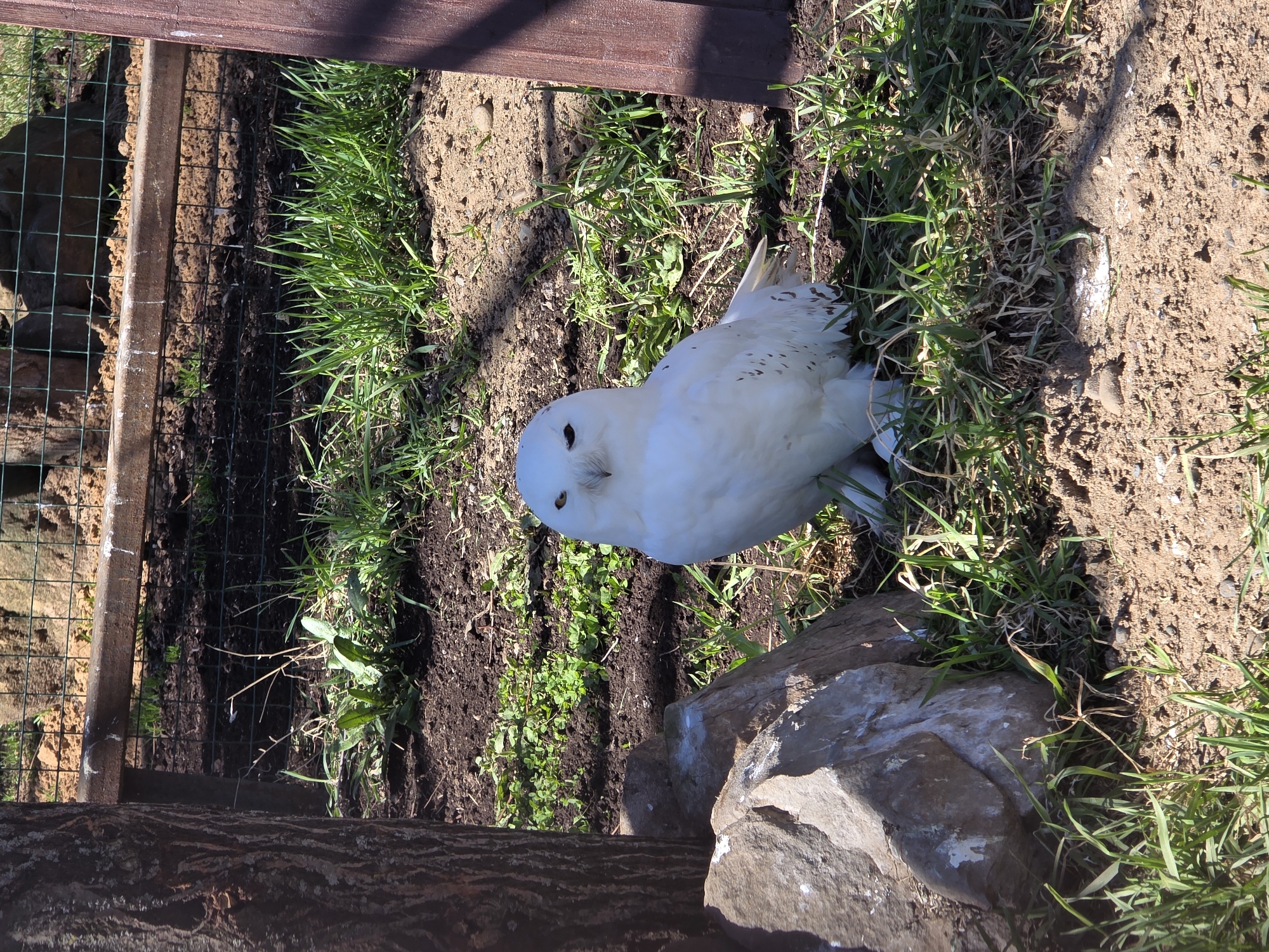 The image depicts a snowy owl standing on grassy soil with a rocky outcrop in what appears to be an enclosure, indicated by the presence of a wire fence and wooden structure. The ground is a mix of dirt and green grass. The owl is predominantly white with some darker markings. The location is Uspenskii, Russia.