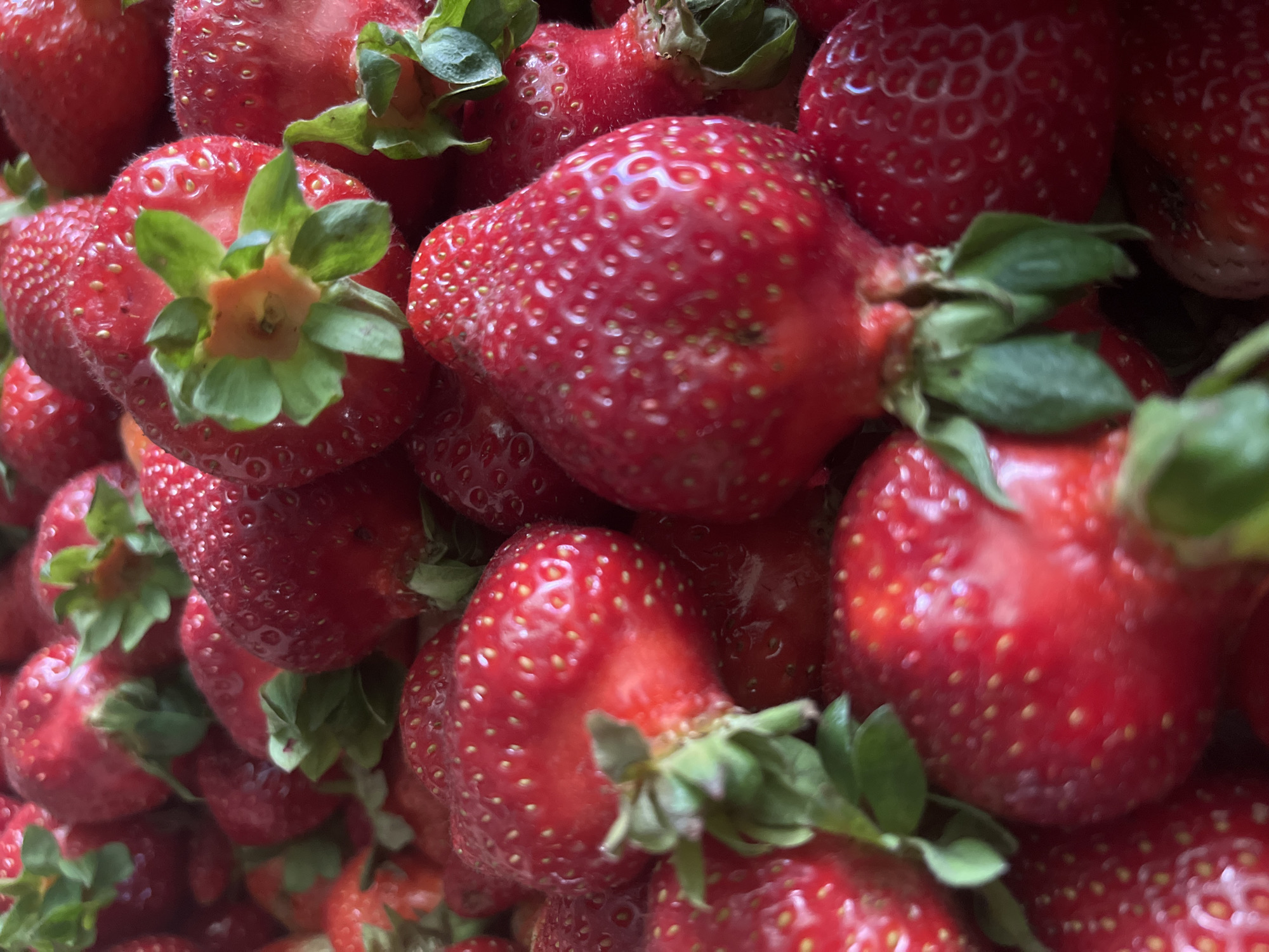 The image is a close-up, overhead shot of a large pile of ripe, red strawberries. The strawberries are densely packed, with many individual fruits visible, showcasing their textured skin dotted with tiny yellow seeds. Green leafy tops are present on some of the strawberries, adding a touch of contrasting color. The lighting suggests an indoor setting, possibly a kitchen or a market stall, due to the even illumination and lack of strong shadows. The focus is sharp on the foreground strawberries, with some background strawberries slightly blurred, creating a sense of depth. There are no people or specific landmarks visible in the image. The image does not contain any information that allows for its location to be specified within the city of Krasnodar, Russia.