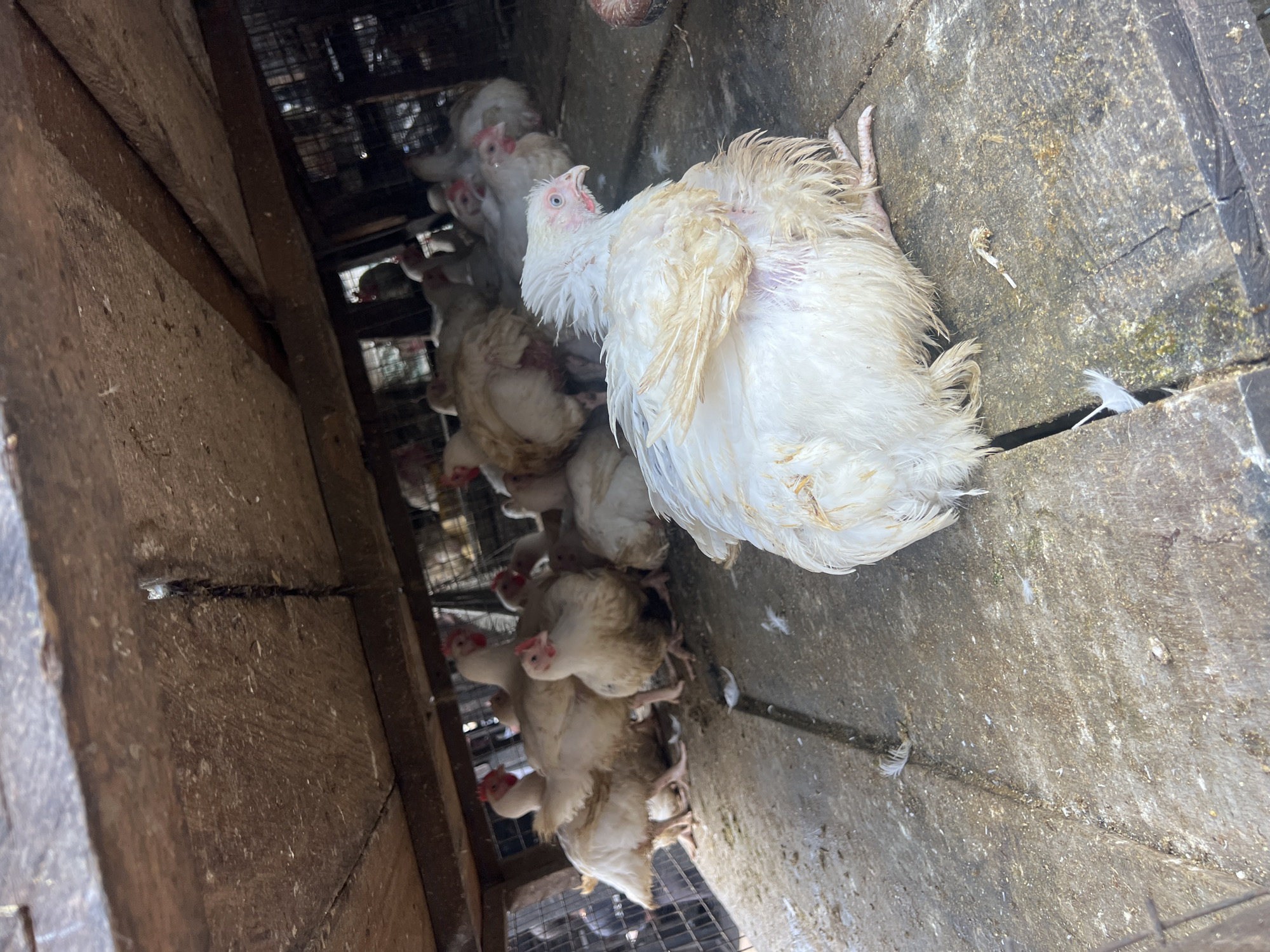 In Nkpor, Nigeria, a group of white chickens are confined to a wooden structure, possibly a coop or market stall. The floor of the structure is made of rough wooden planks, littered with feed debris and stray feathers. The chickens, varying in size, are huddled together, with some in the foreground and others further back. The lighting suggests an outdoor setting, possibly during the day, but the overhead wooden structure casts shadows, creating a dim, enclosed atmosphere. The chickens appear to be broiler chickens, commonly raised for meat. Their white plumage is somewhat disheveled, and some have patches of dirt or feed on their feathers. The overall impression is one of a typical scene in a Nigerian poultry market or farm.
