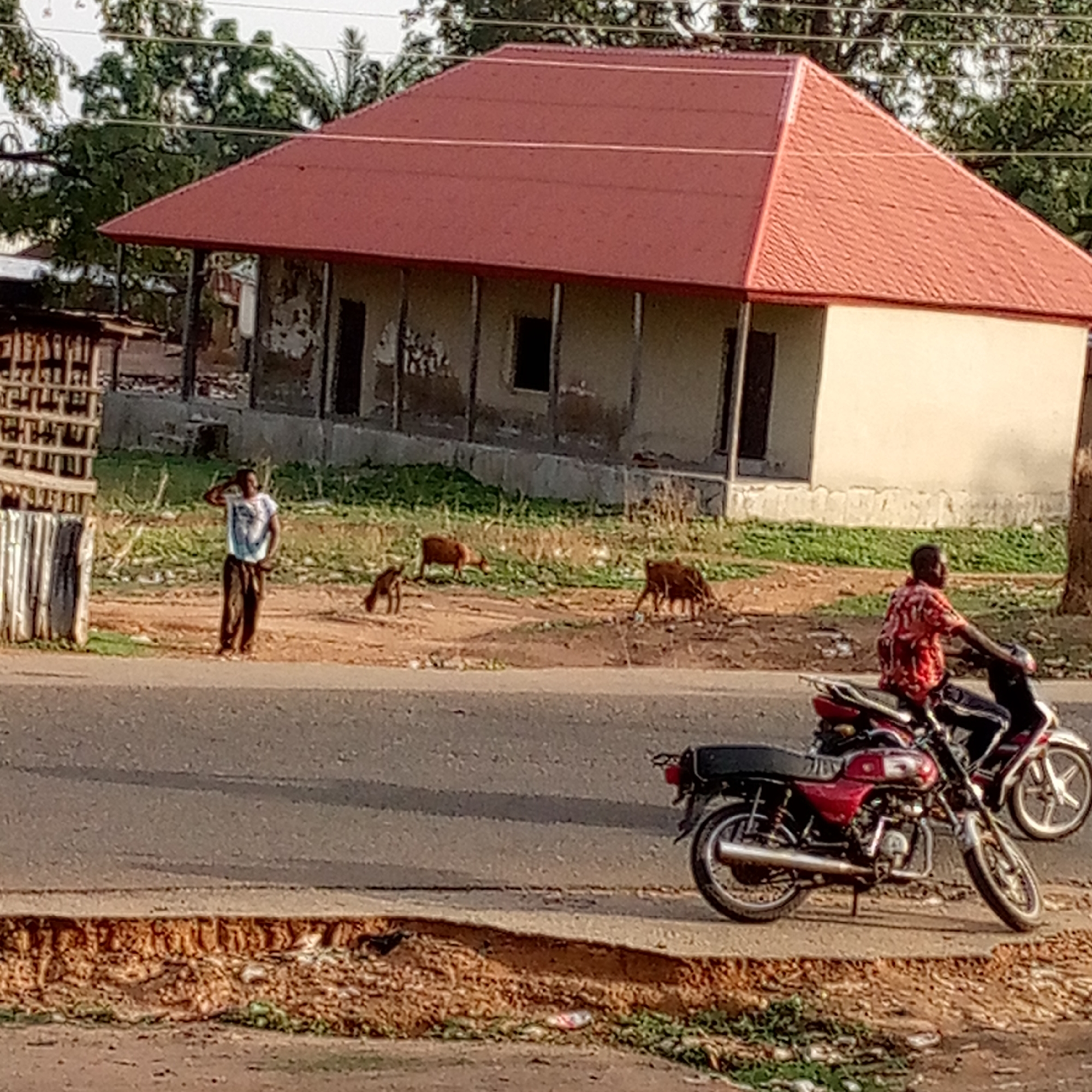 The image captures a daylight scene, likely in a rural or semi-urban setting. In the background, a modest, single-story building with light-colored walls and a distinctive, prominent red corrugated iron roof stands on a slightly elevated patch of ground. The house features several openings that appear to be doorways or unglazed windows.
Between the house and the foreground road is an expanse of dry, reddish-brown earth with sparse green vegetation. Scattered across this area are several small, brown animals, resembling goats or sheep, which appear to be grazing. To the left, a man dressed in a white t-shirt and dark trousers stands near a rough wooden structure, seemingly shading his eyes or looking off into the distance.
In the foreground, on a paved road, a man wearing a patterned red shirt is seated on a motorcycle. Another motorcycle, red with a black seat, is positioned nearby, suggesting a common mode of transport in the area. The paved road has a distinct, somewhat eroded dirt and grass shoulder. The lighting indicates a clear day, possibly late morning or afternoon, without harsh shadows. No visible text is legible within the image. The overall impression is one of everyday activity in a warm, possibly developing country.