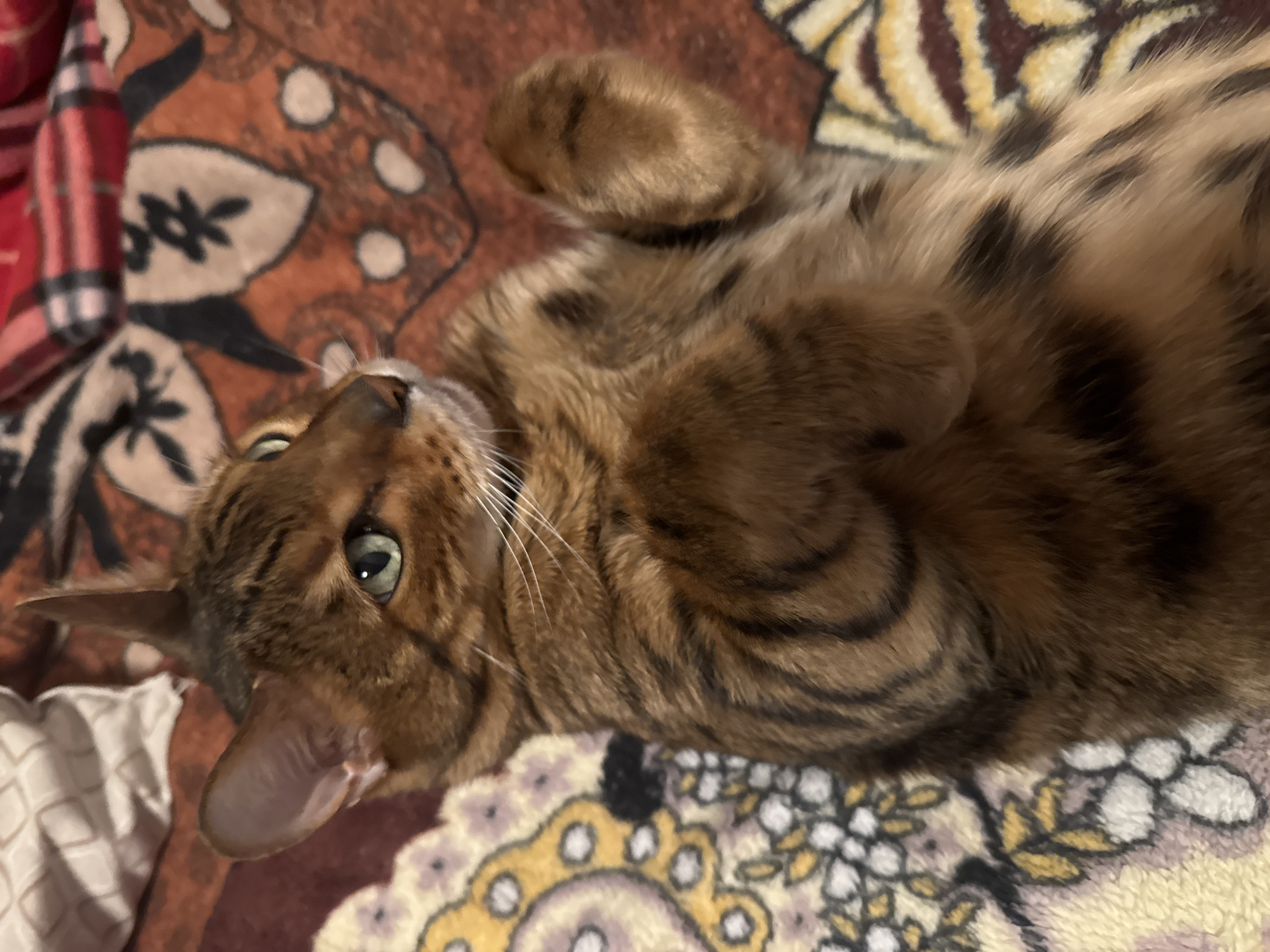 A brown and tan tabby cat with distinct dark brown spots and stripes on its fur is captured lying on its back on a patterned blanket. The cat has striking green eyes and long white whiskers that are clearly visible. Its front paws are curled inward towards its chest, and its belly is exposed, indicating a relaxed and comfortable posture. The cat's head is tilted upwards and to the left, and its gaze is directed towards the viewer with a calm or mildly curious expression.
The cat is resting on a soft, plush blanket that features an intricate, colorful pattern. The blanket's dominant colors are warm earthy tones, including shades of orange, brown, cream, and yellow. The patterns on the blanket include large circular or medallion-like motifs, stylized floral designs, and some areas with striped or plaid-like textures in red and darker hues. The background appears to be an indoor setting, likely a home, given the cozy blanket. There is no visible text in the image. The overall impression is one of a domestic pet enjoying a moment of comfort and repose.
