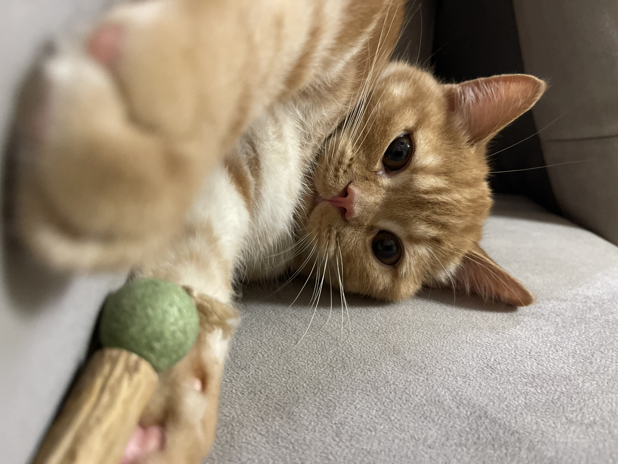 An orange tabby cat with white markings is lying on a grey textured surface, likely a sofa. The cat is looking directly at the camera with large, dark eyes. In front of the cat is a cat toy consisting of a green ball attached to a wooden stick. The cat's front paws are visible, one of which is close to the toy. The background is a soft grey texture, suggesting an indoor environment. No specific location in the city of Kommunarka, Russia, can be determined from the image.
