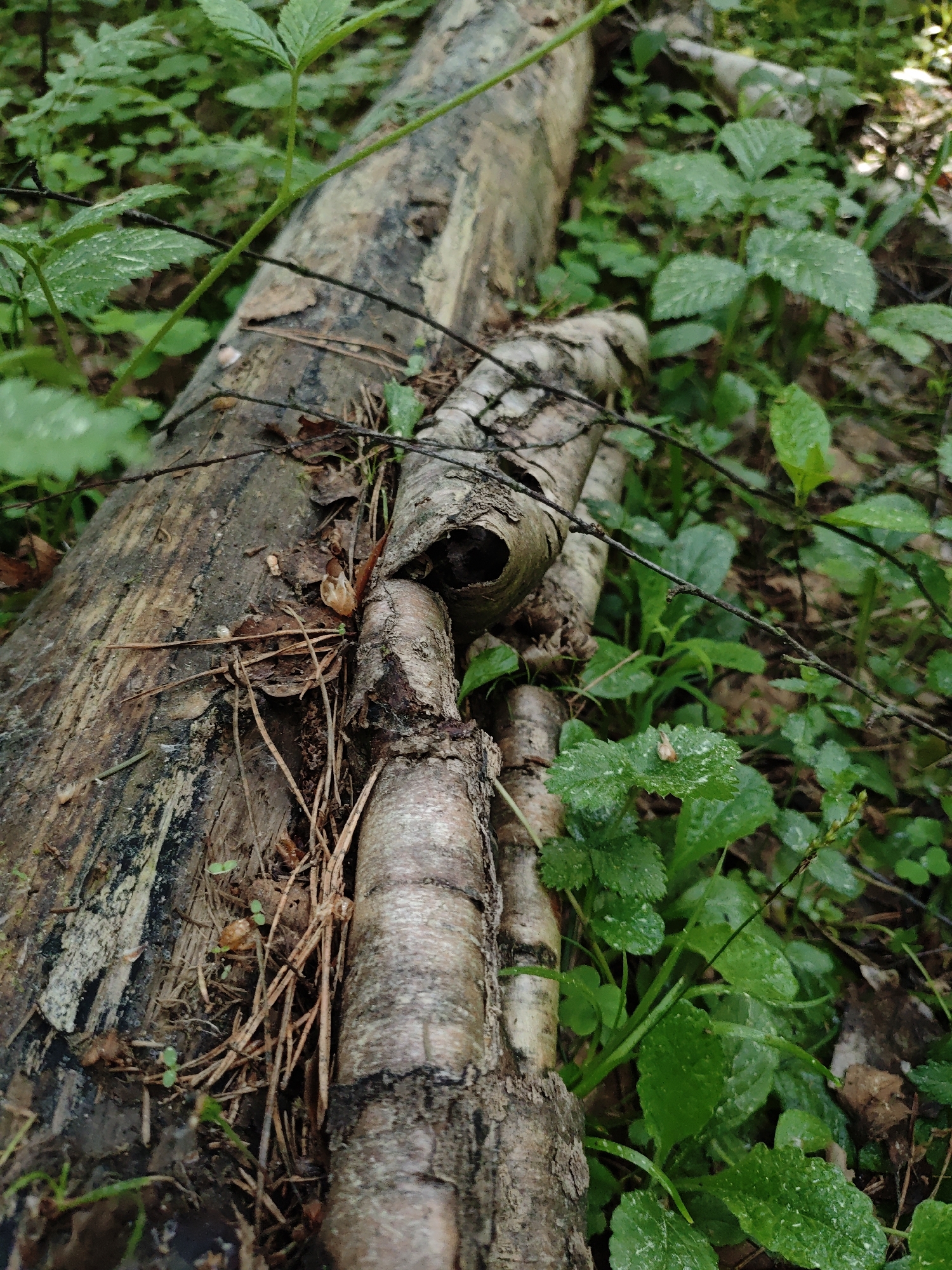 The image shows a close-up view of fallen tree trunks in a wooded area. The larger trunk is decaying and lying horizontally across the frame. A smaller, birch tree trunk with distinctive white bark patterns lies against the larger one. There is a hole visible in the bark of the birch trunk. The surrounding vegetation consists of various green plants and leaf litter. Based on the prompt's context, this scene is located in Боровково, Russia. The photograph offers no information about people, interactions or specific actions occurring.