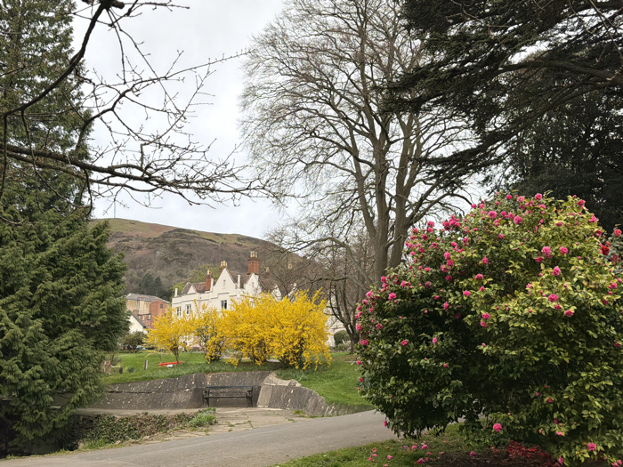 The image displays an outdoor scene in Malvern Hills, United Kingdom, under an overcast sky, showcasing a landscape transitioning from foreground foliage to architectural elements and distant hills. In the foreground, a paved path curves from the lower center, bordered by a low concrete retaining wall that features a dark, integrated bench facing away from the viewer. To the right, a large, densely leafed shrub covered in numerous bright pink blossoms is prominent, with several fallen pink petals on the ground beneath it. A dense, dark green conifer tree stands to the left, partially framing the view, while bare tree branches extend into the upper left and central portions of the frame.
The midground features a multi-gabled white building with several terracotta-topped chimneys, characteristic of 19th or early 20th-century architecture. In front of this building, a cluster of vibrant yellow flowering shrubs forms a distinct horizontal band. Green lawns surround the building, and a small red object is visible on the lawn directly in front of the yellow shrubs. Taller, mostly bare deciduous trees are situated behind the white building.
In the background, rolling hills, consistent with the Malvern Hills, rise under a uniformly light grey sky. The hillsides exhibit a blend of brown and muted green vegetation. No individuals or discernible activities are present within the scene.