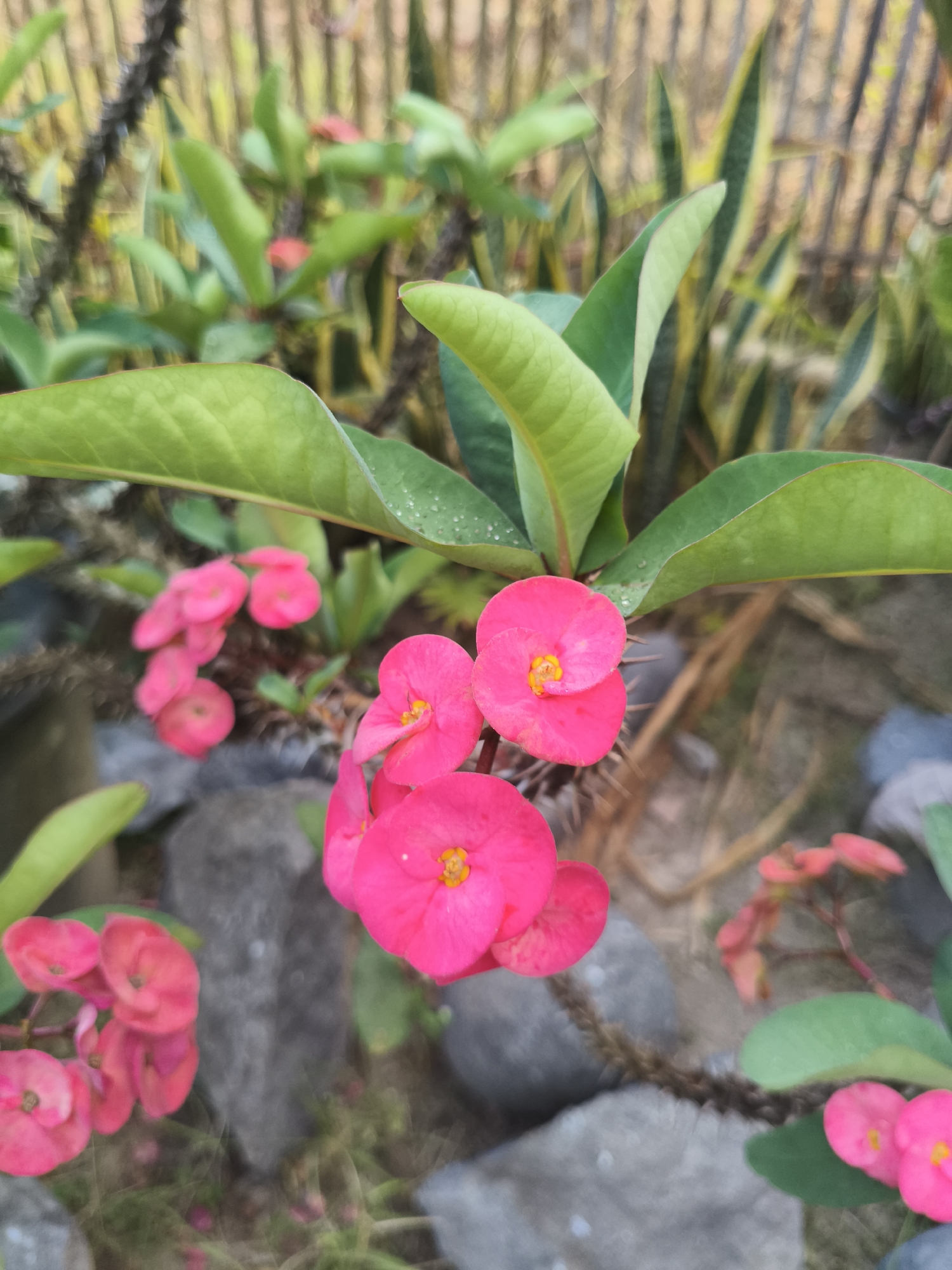 In Kembaran, Indonesia, a close-up, eye-level shot captures a vibrant cluster of pink crown of thorns flowers in full bloom. The flowers, with their small, bright yellow centers, are arranged in small bunches, with some individual blooms appearing as distinct, circular petals. The thorny stems of the plant are visible, adding a contrasting texture to the soft petals. Lush green leaves, some showing subtle water droplets, surround the flowers. In the background, out of focus, are elements of the garden environment: a light brown wooden fence or trellis, and the variegated leaves of a snake plant. Rocks of various sizes and shades of gray are scattered at the base of the plant, suggesting an outdoor garden setting. The lighting appears to be natural daylight, creating a soft and somewhat diffused illumination across the scene. There are no people or animals present.