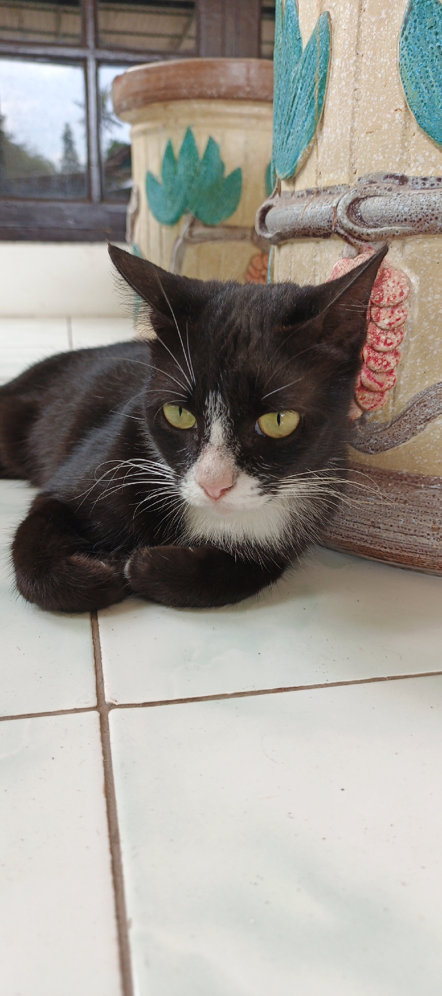 A black and white cat is lying on a tiled floor in front of a decorative potted plant. The cat is facing the camera with its paws crossed. The potted plant is light yellow with green leaf designs and a red beaded trim. In the background, a wooden window frame is visible with reflections of trees and sky. The scene appears to be outdoors, likely on a porch or patio.