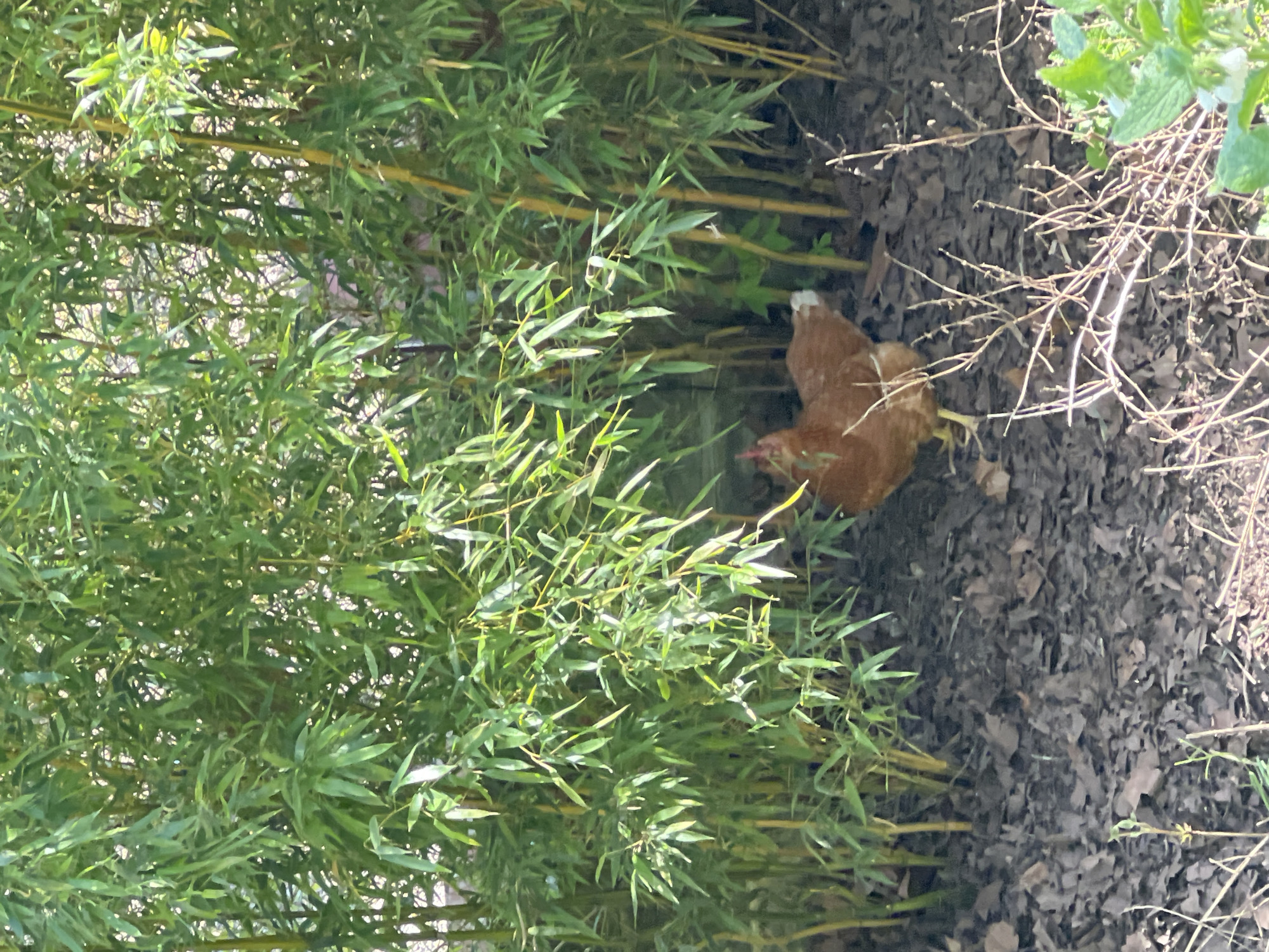 A medium shot shows a reddish-brown chicken among green bamboo stalks in an outdoor environment. The ground is covered with dry leaves and twigs. The location is in East Suffolk, United Kingdom.